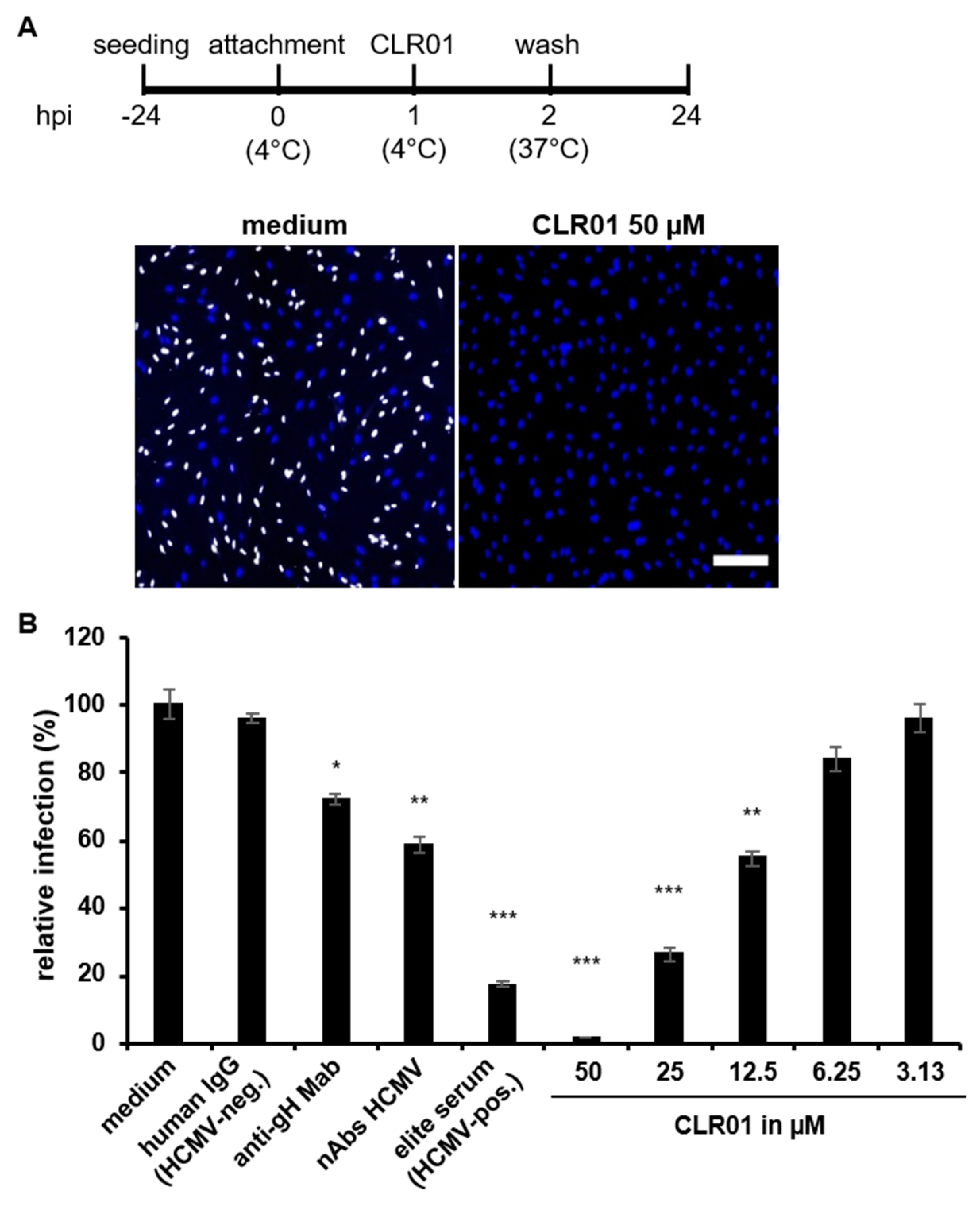 Viruses 13 01685 g003 550