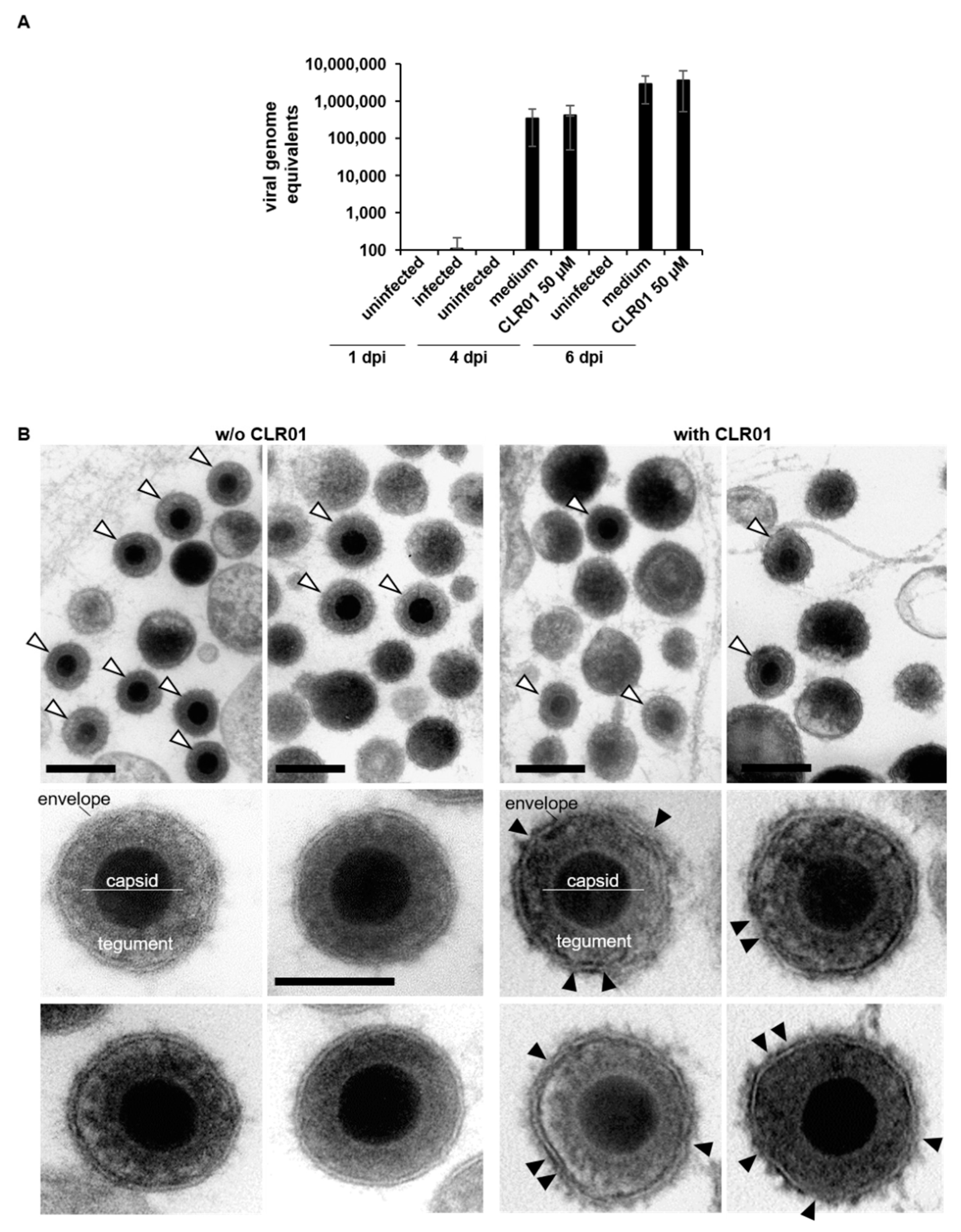 Viruses 13 01685 g006 550