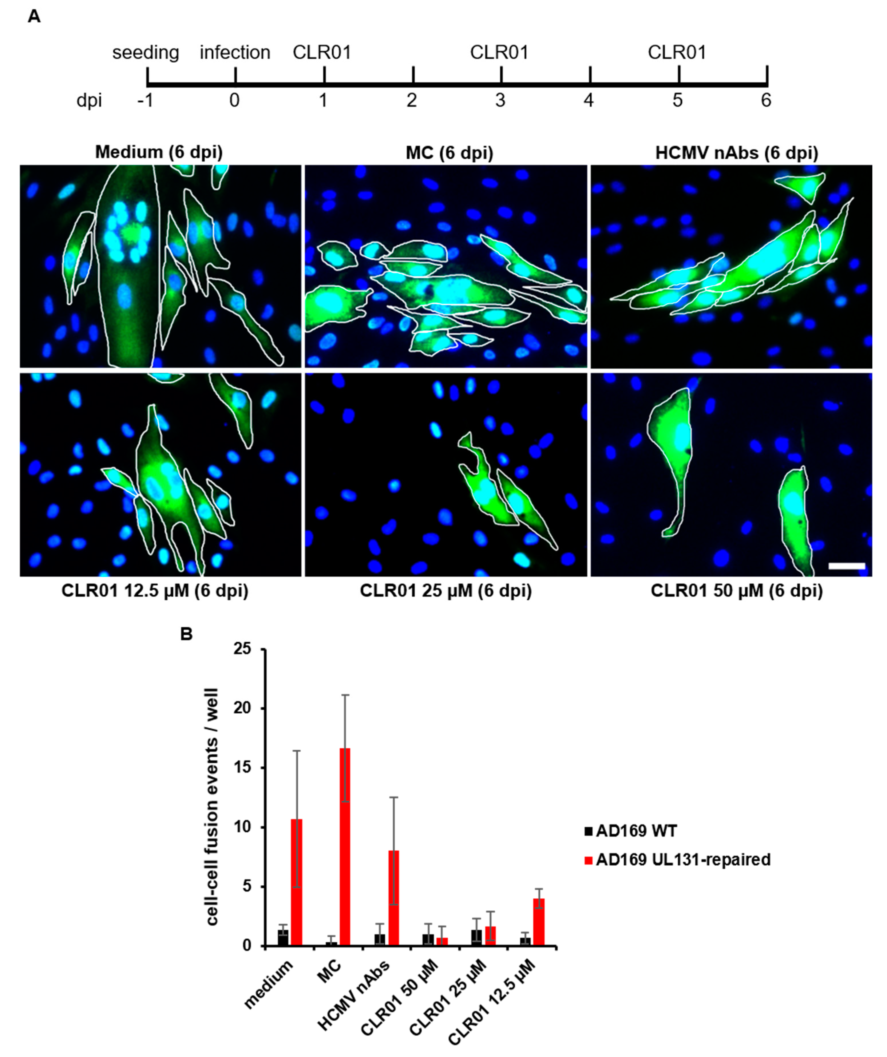 Viruses 13 01685 g007 550