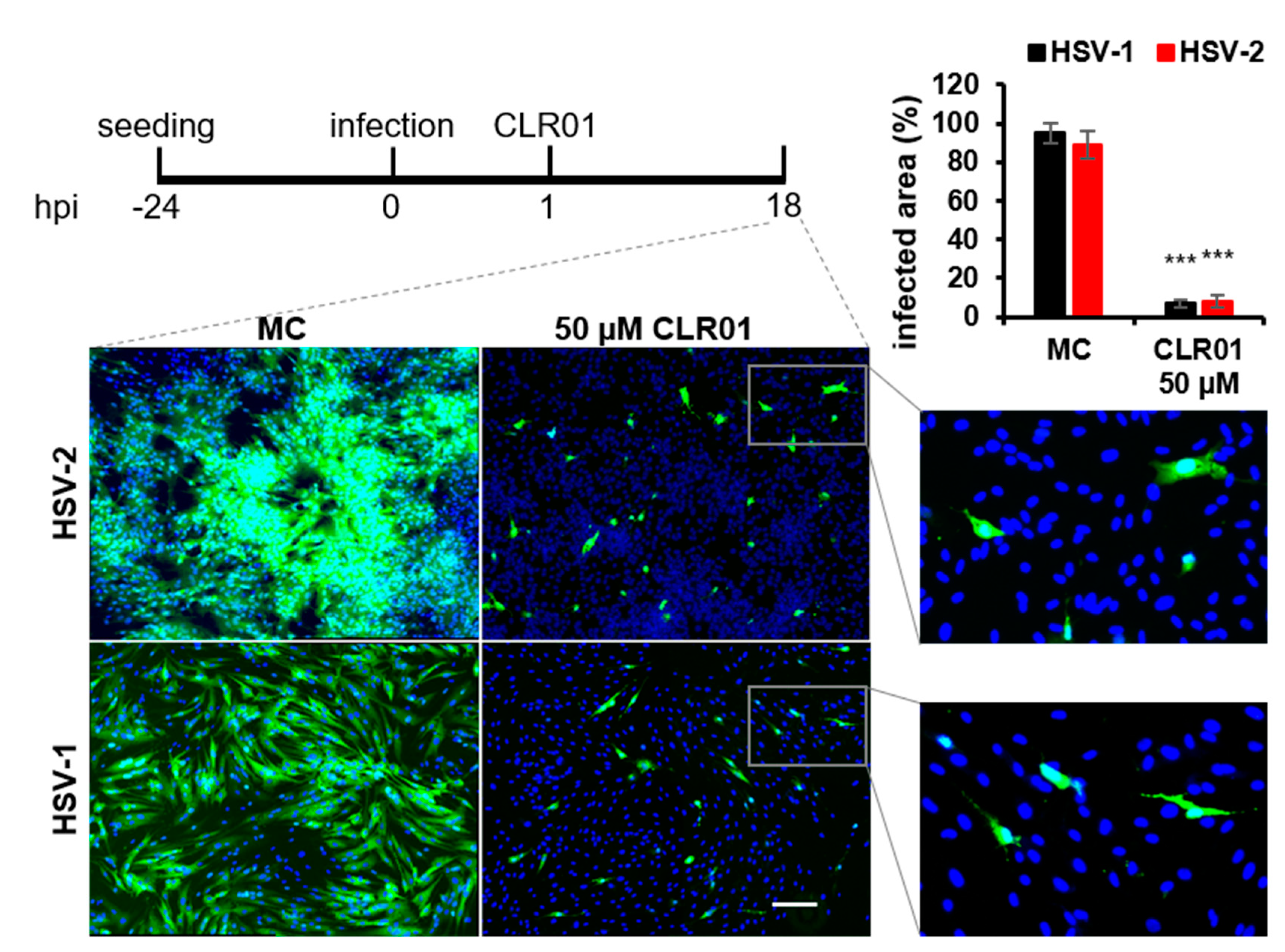 Viruses 13 01685 g008 550