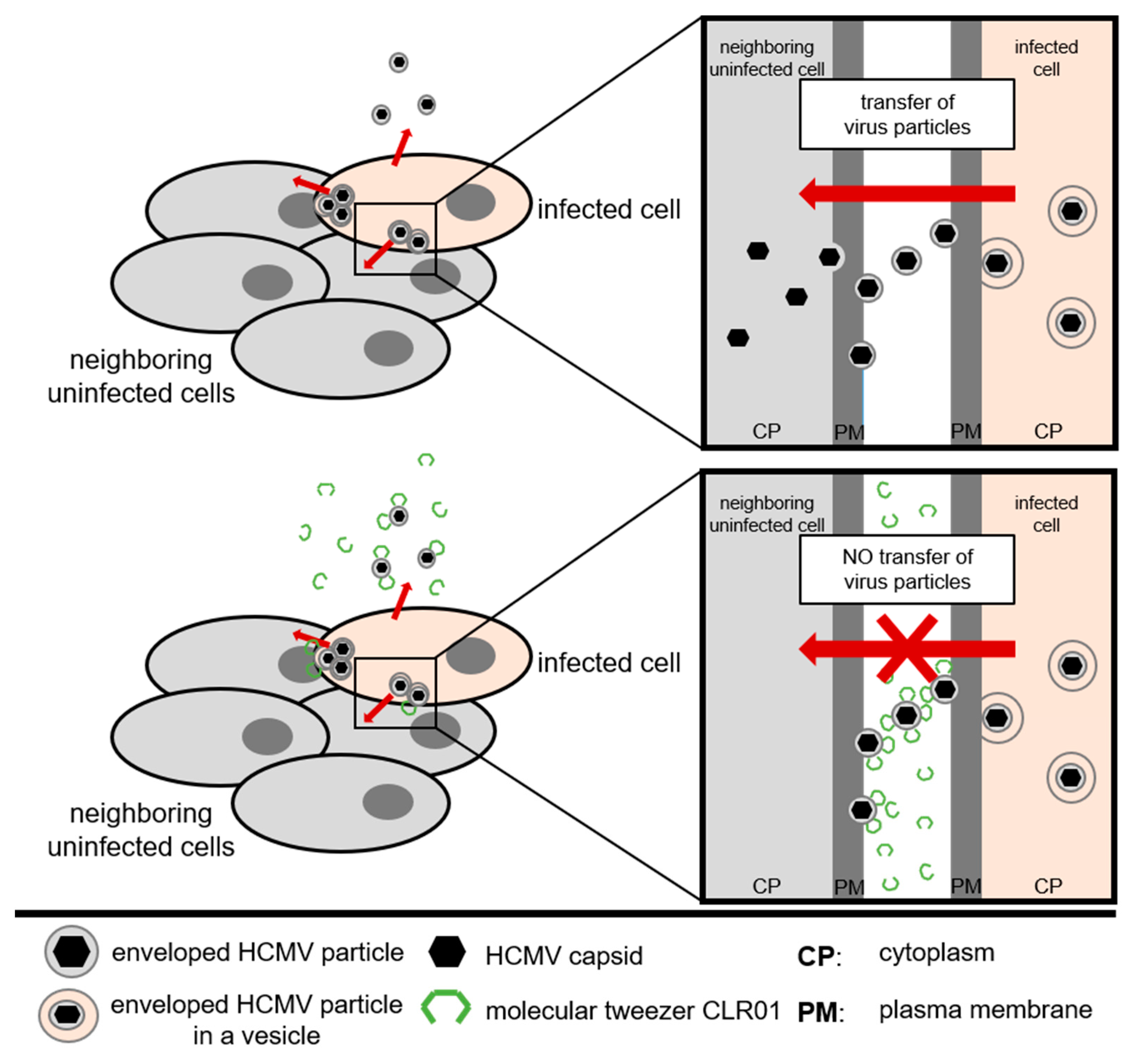 Viruses 13 01685 g009 550