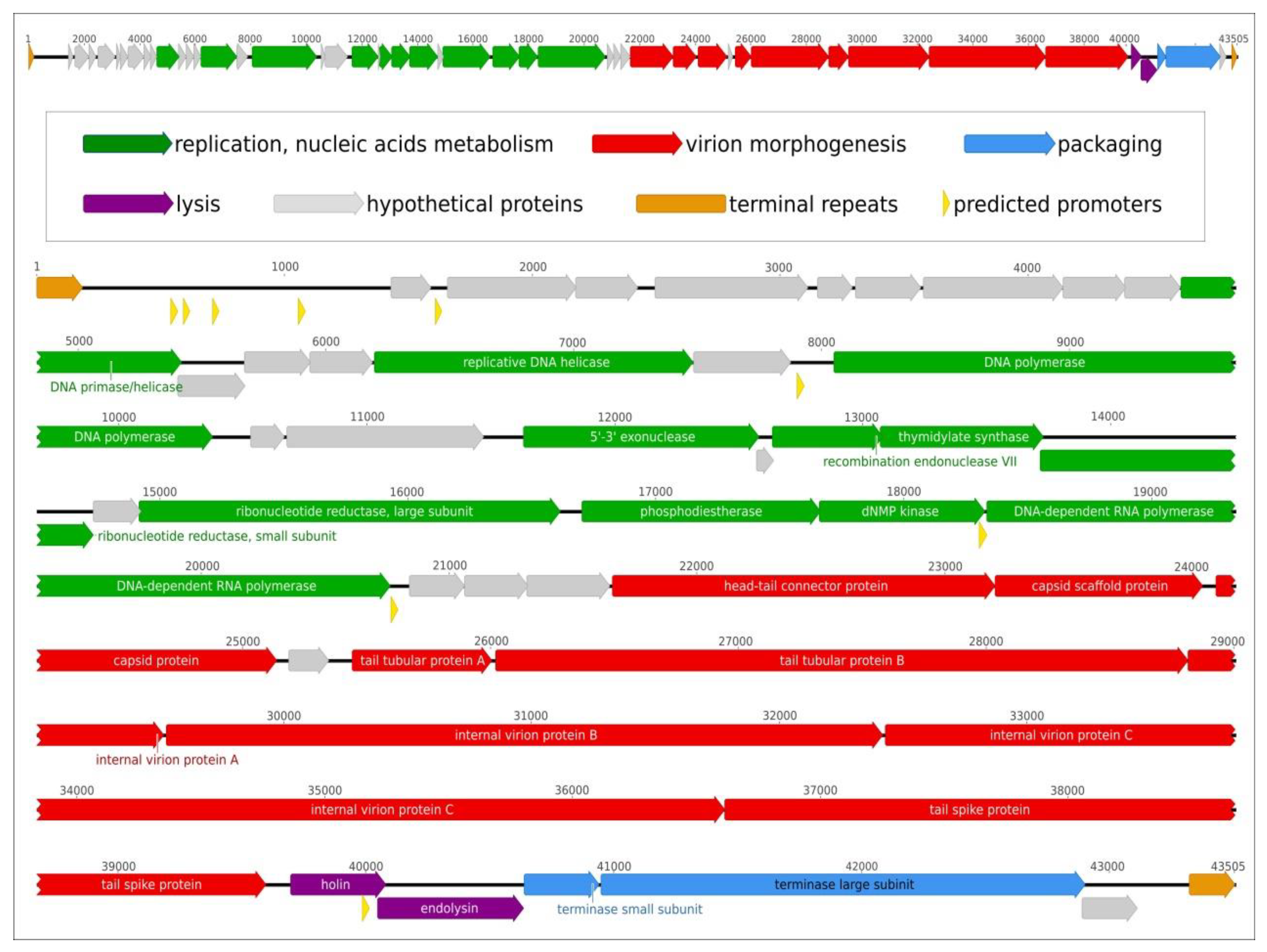 Viruses 13 01688 g003 550