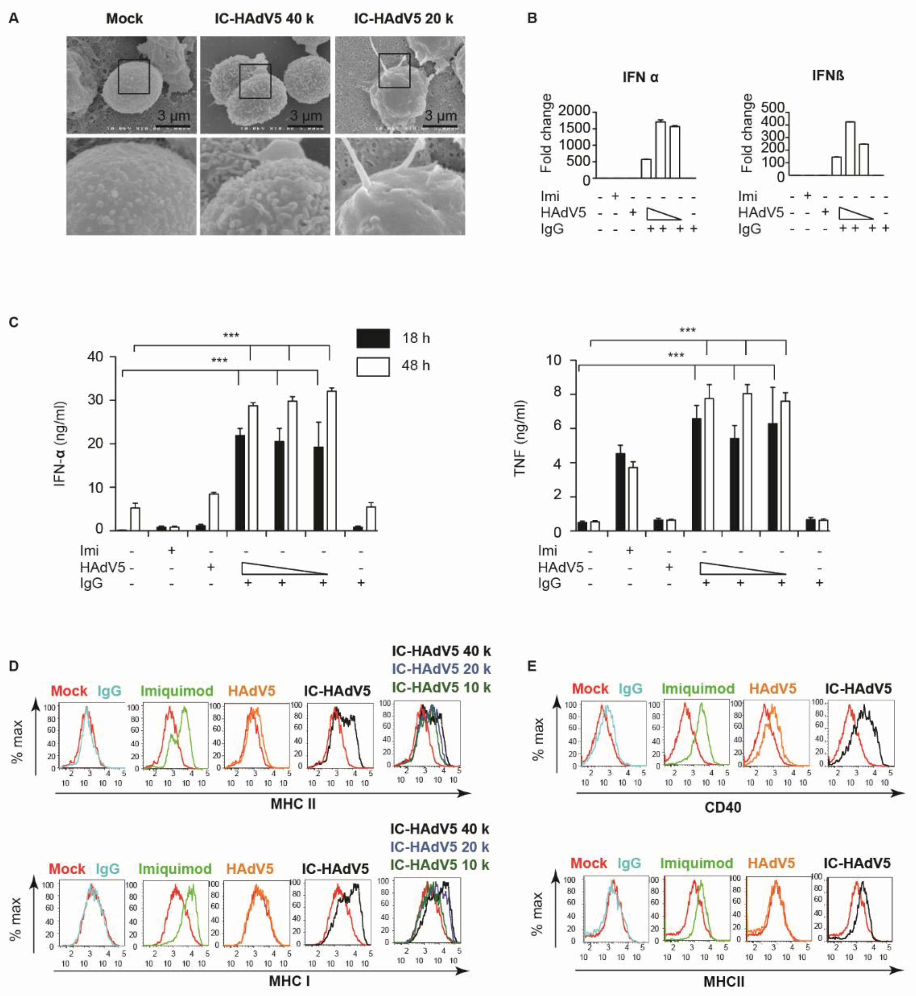 Viruses 13 01699 g002