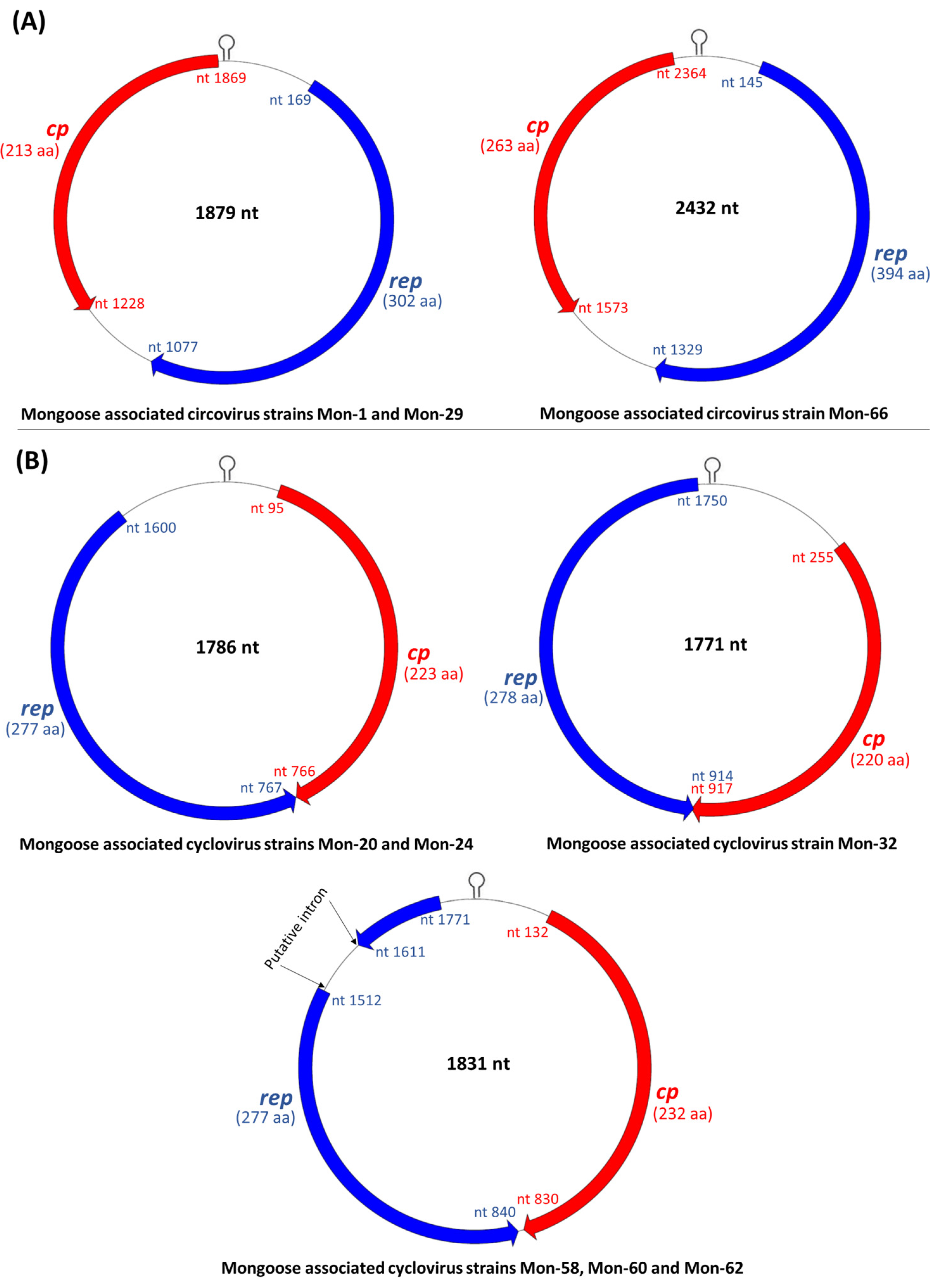 Viruses 13 01700 g002