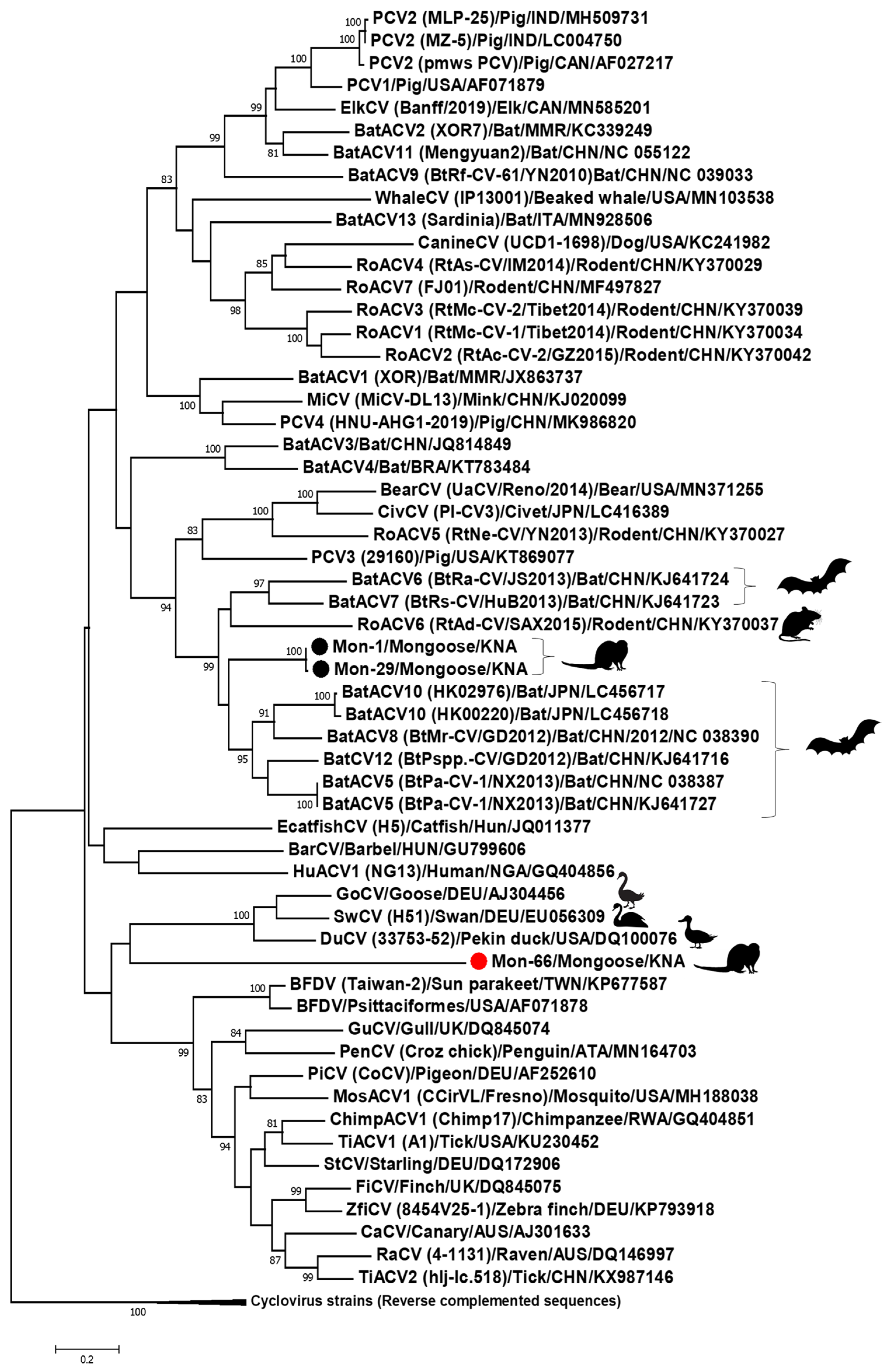 Viruses 13 01700 g005