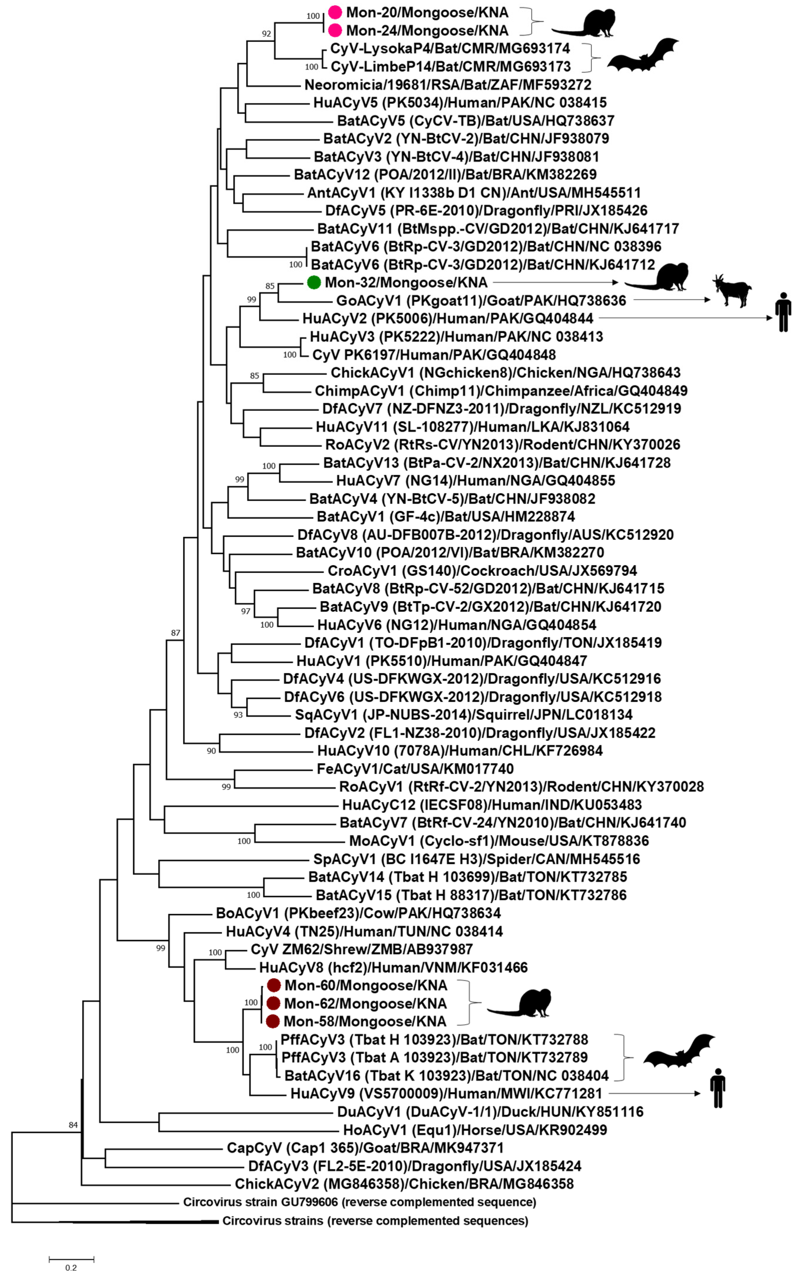 Viruses 13 01700 g006