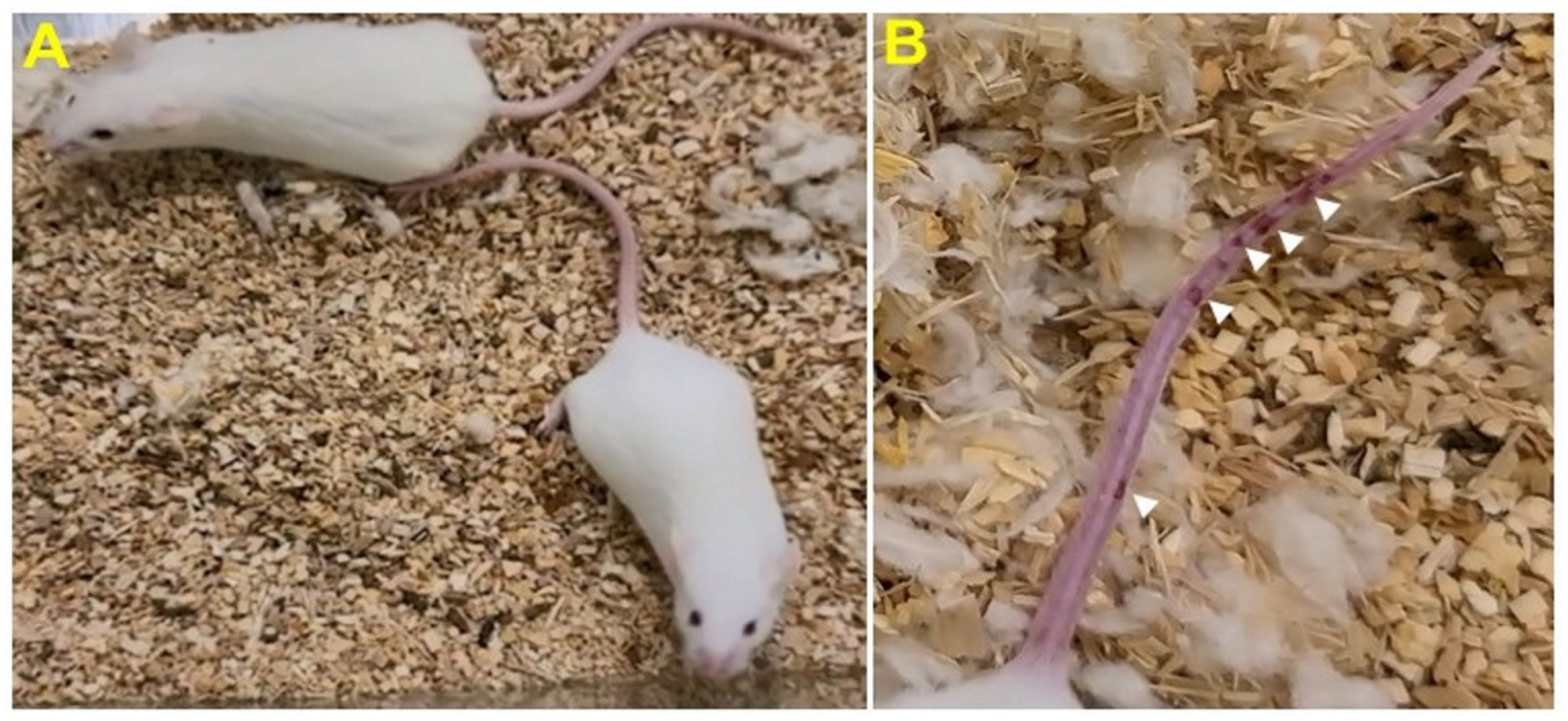 Viruses 13 01703 g003