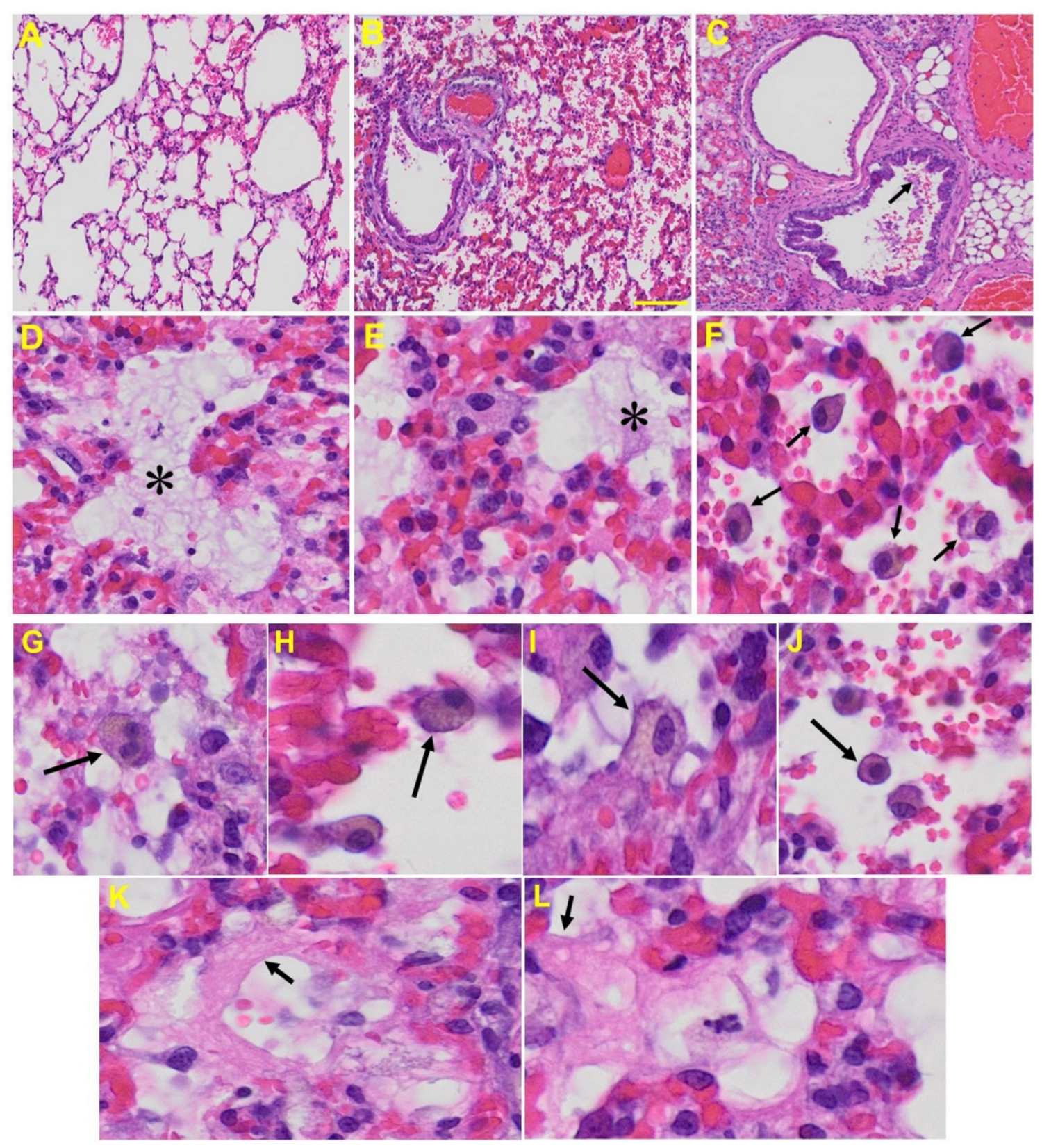 Viruses 13 01703 g005