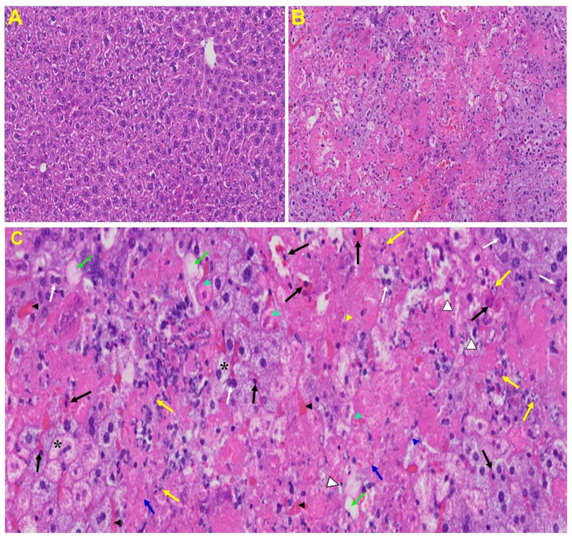 Viruses 13 01703 g006