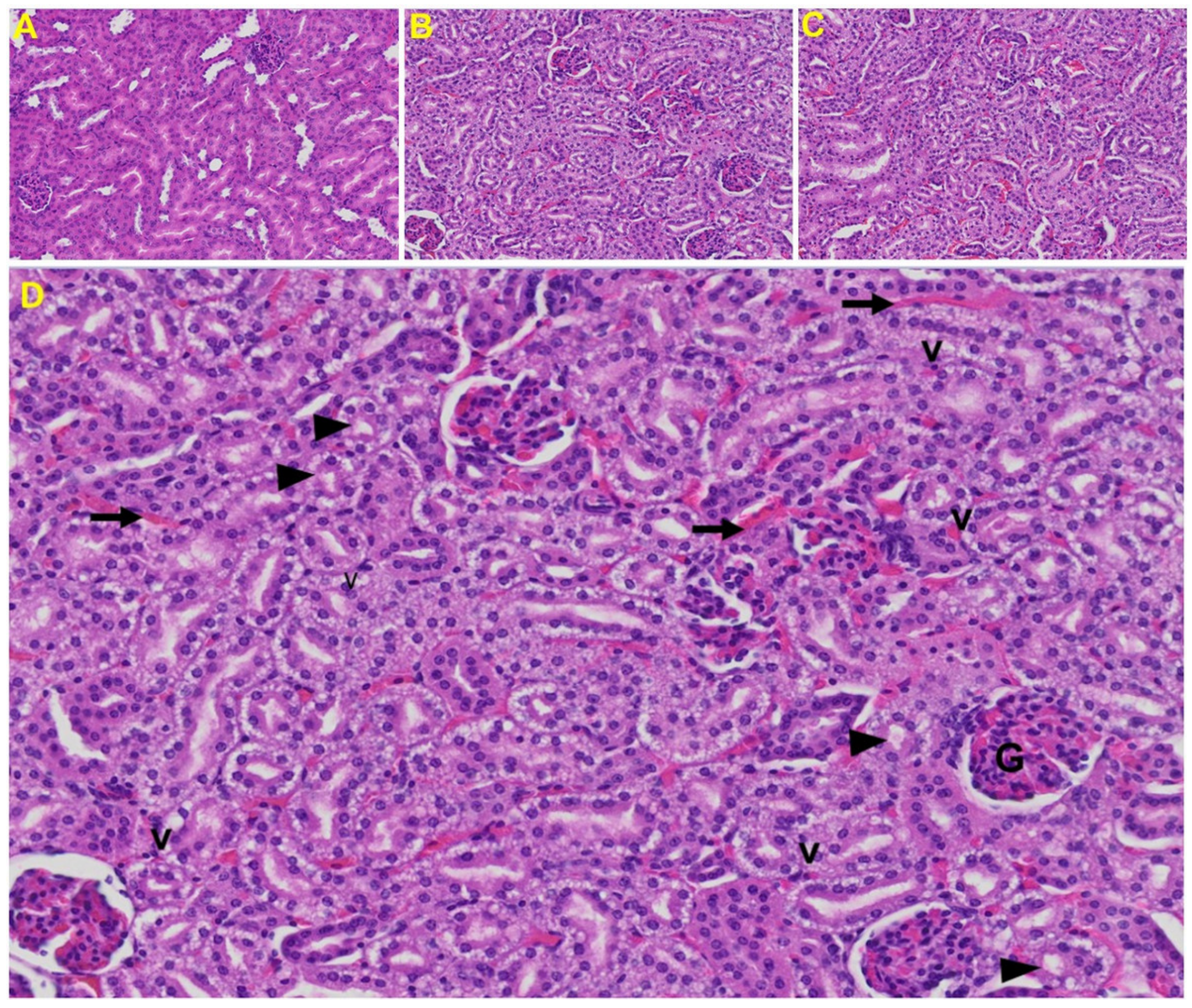Viruses 13 01703 g009