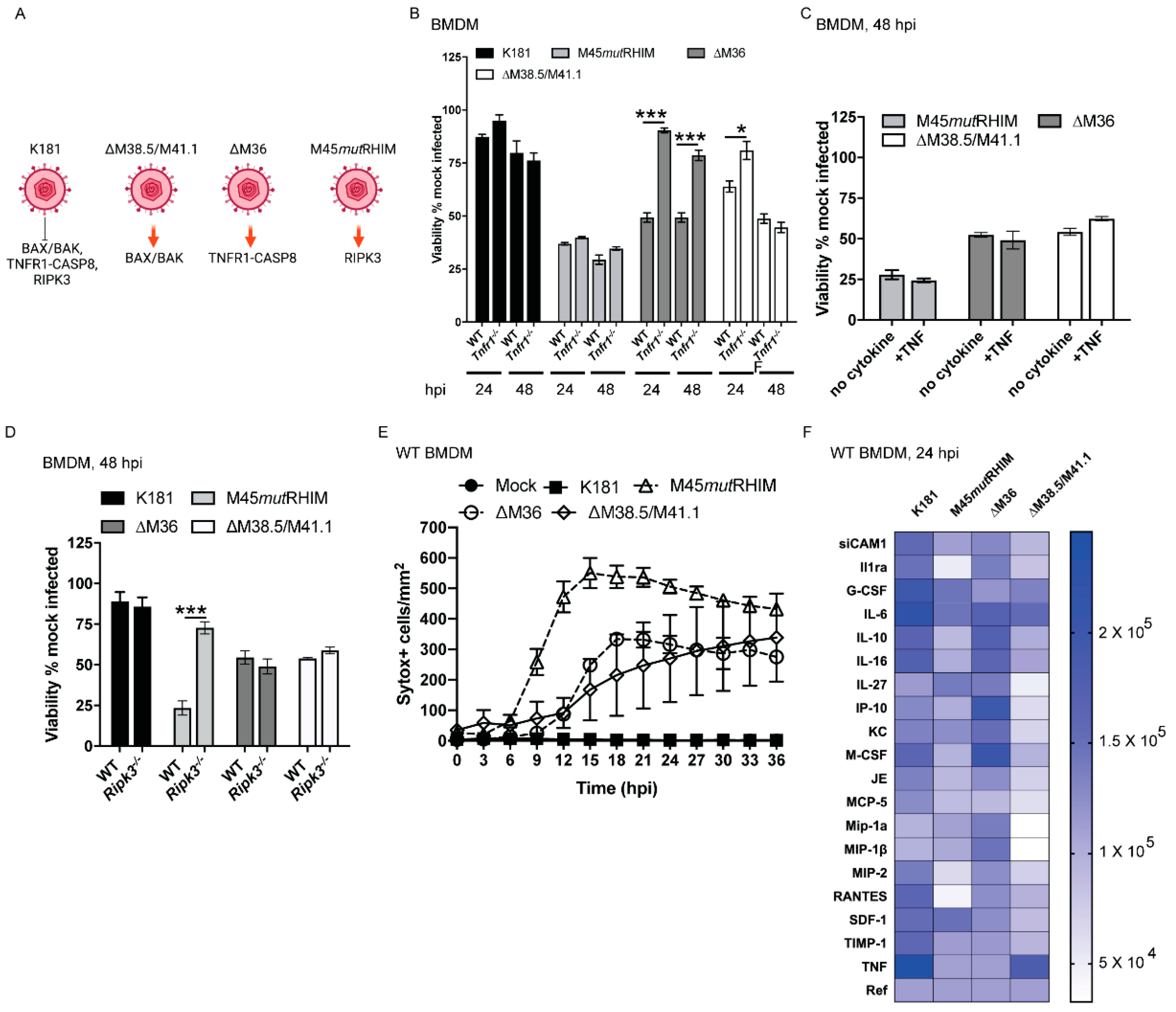 Viruses 13 01707 g003