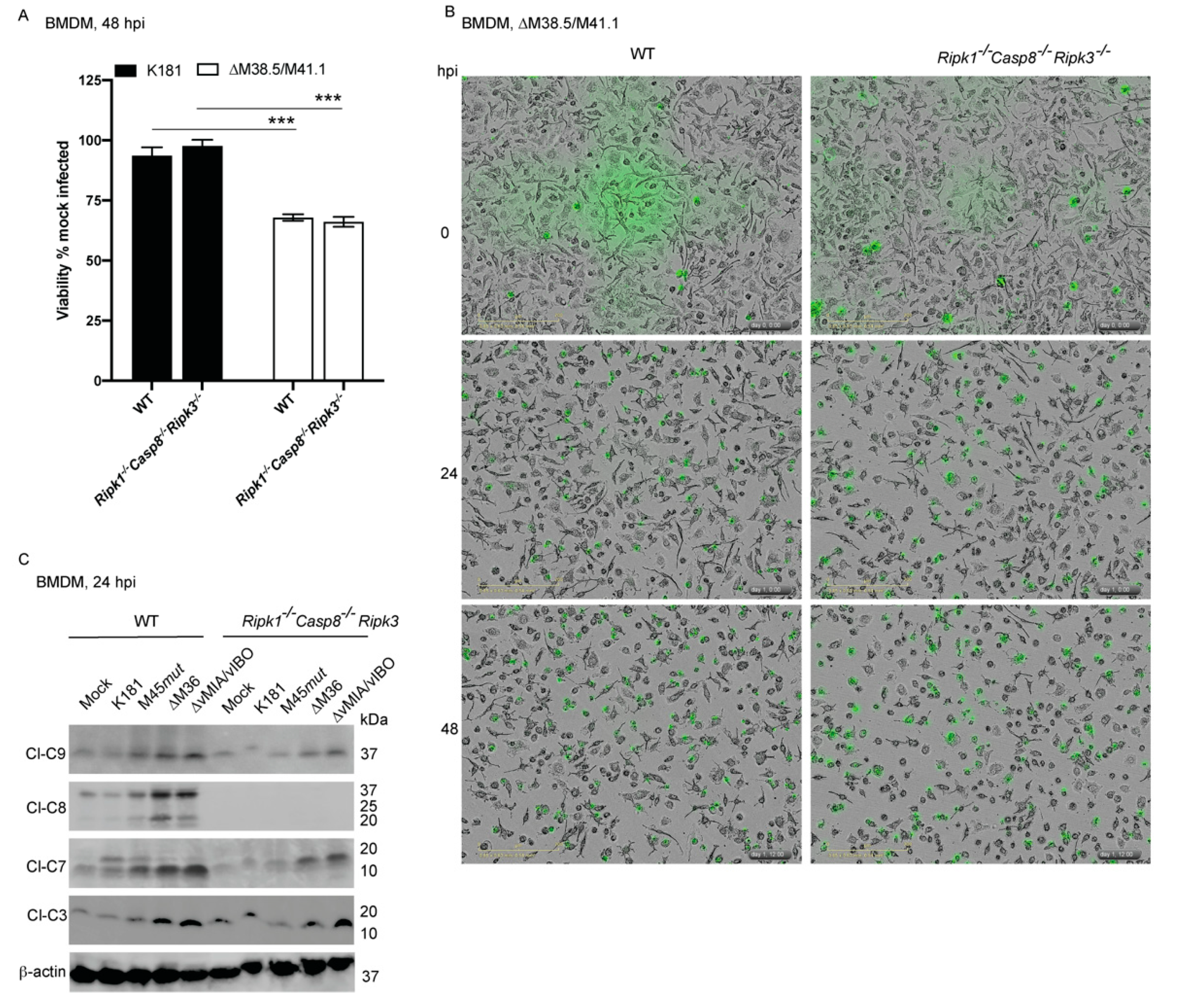 Viruses 13 01707 g004