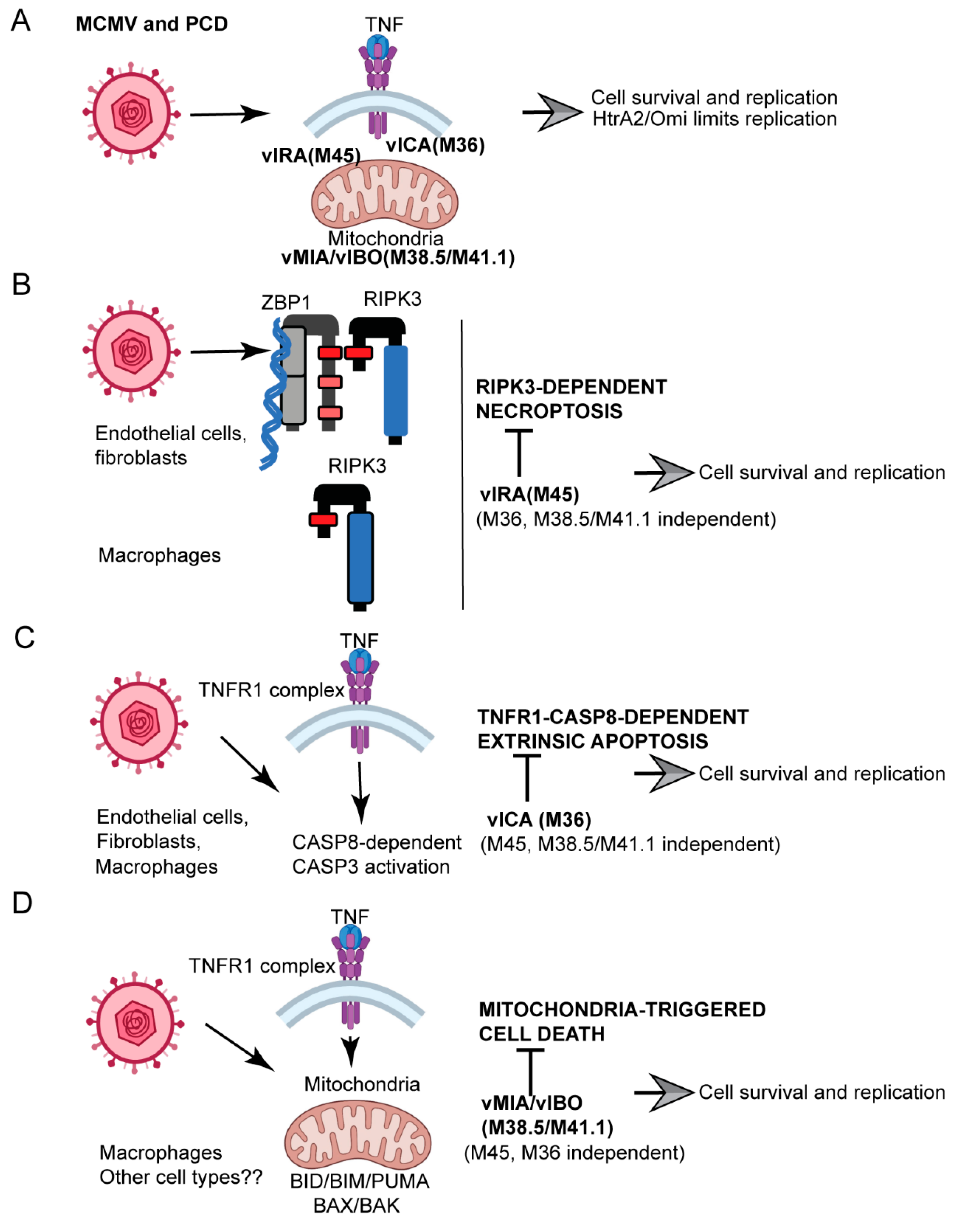 Viruses 13 01707 g005