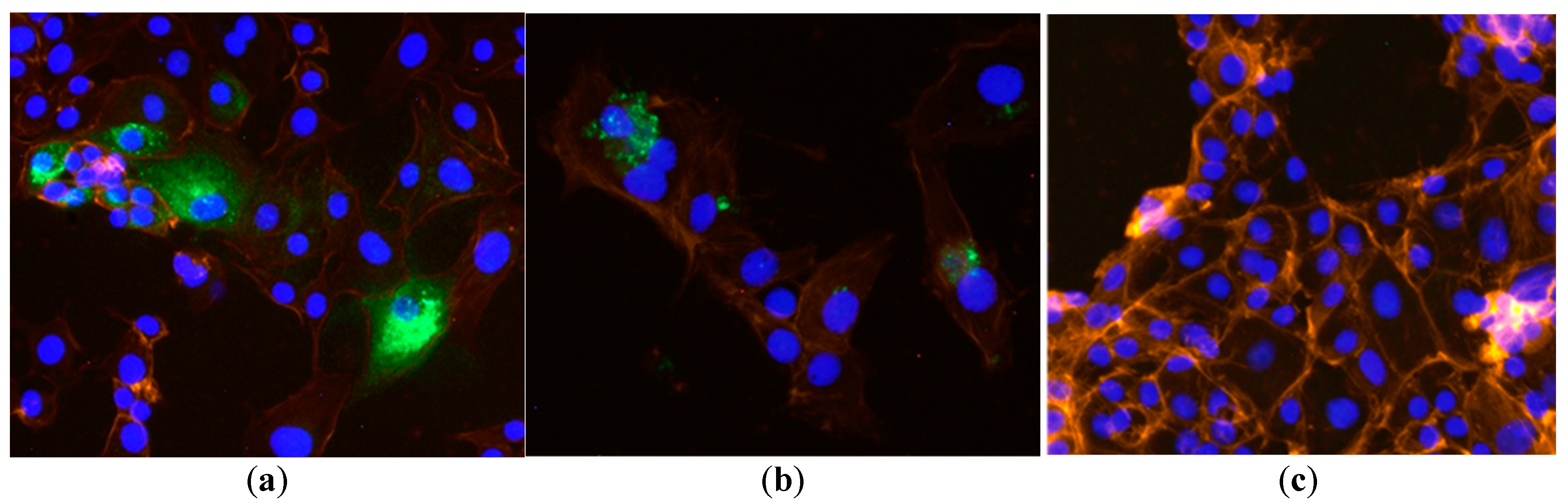 Viruses 13 01719 g001