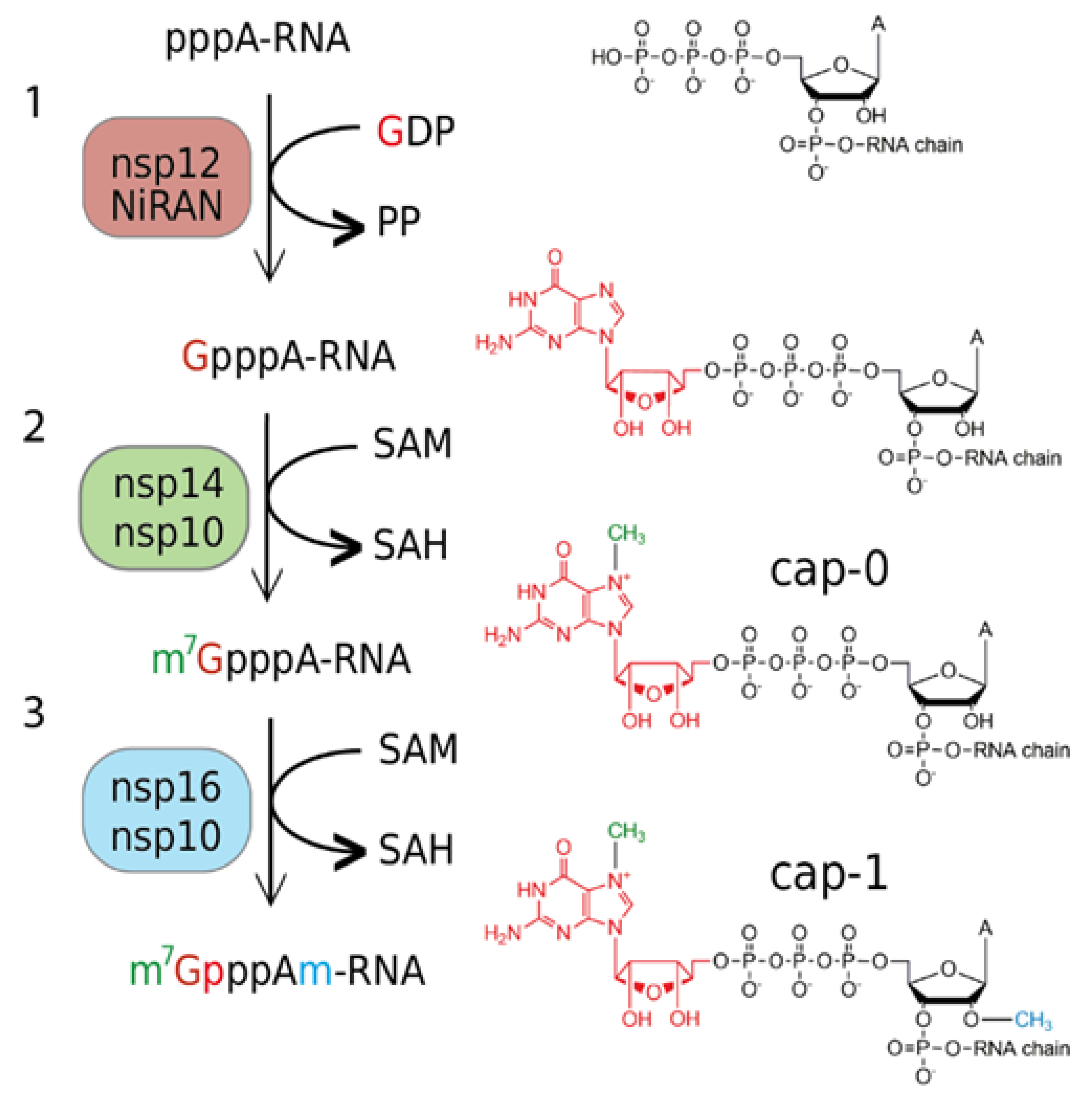 Structural basis of RNA cap modification by SARS-CoV-2