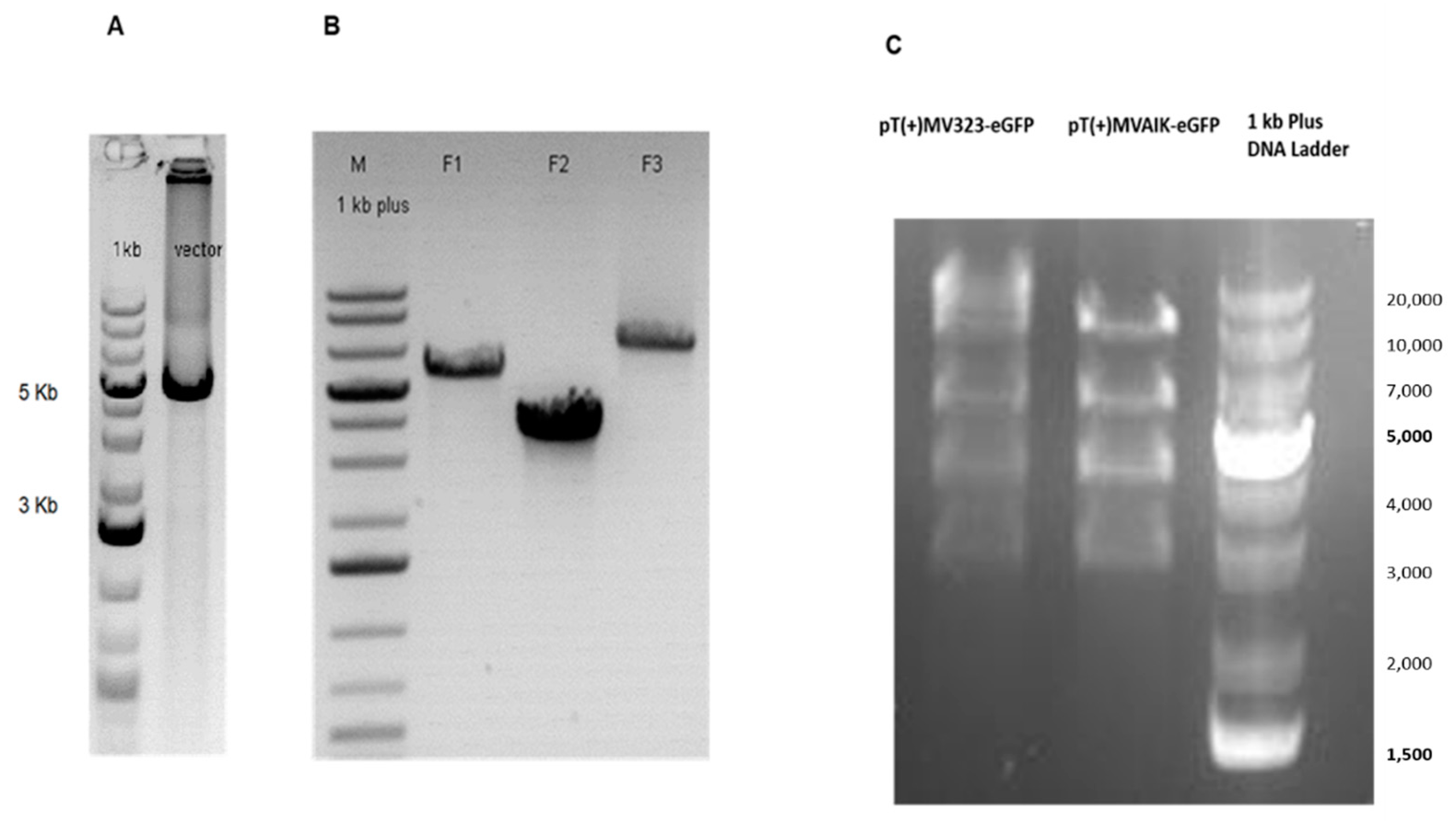 Viruses 13 01723 g002 Viruses 13 01723 g002