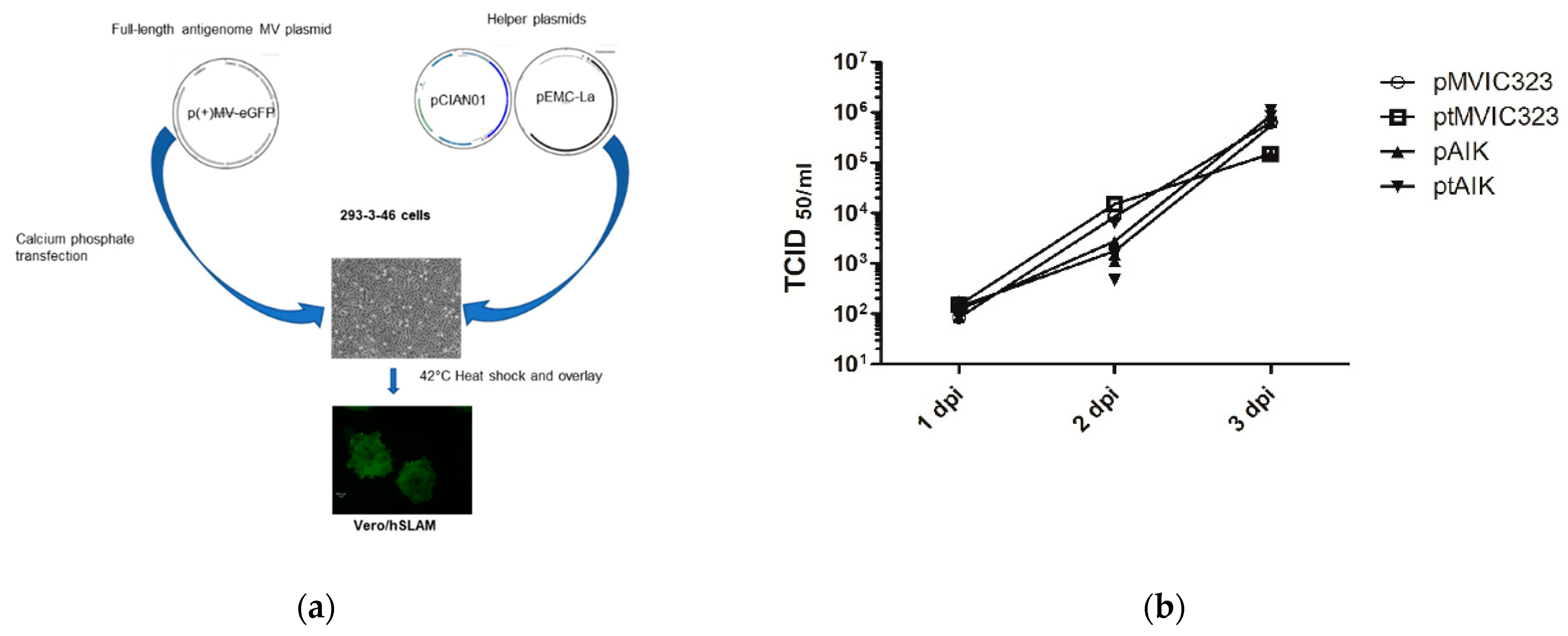 Viruses 13 01723 g003 Viruses 13 01723 g003