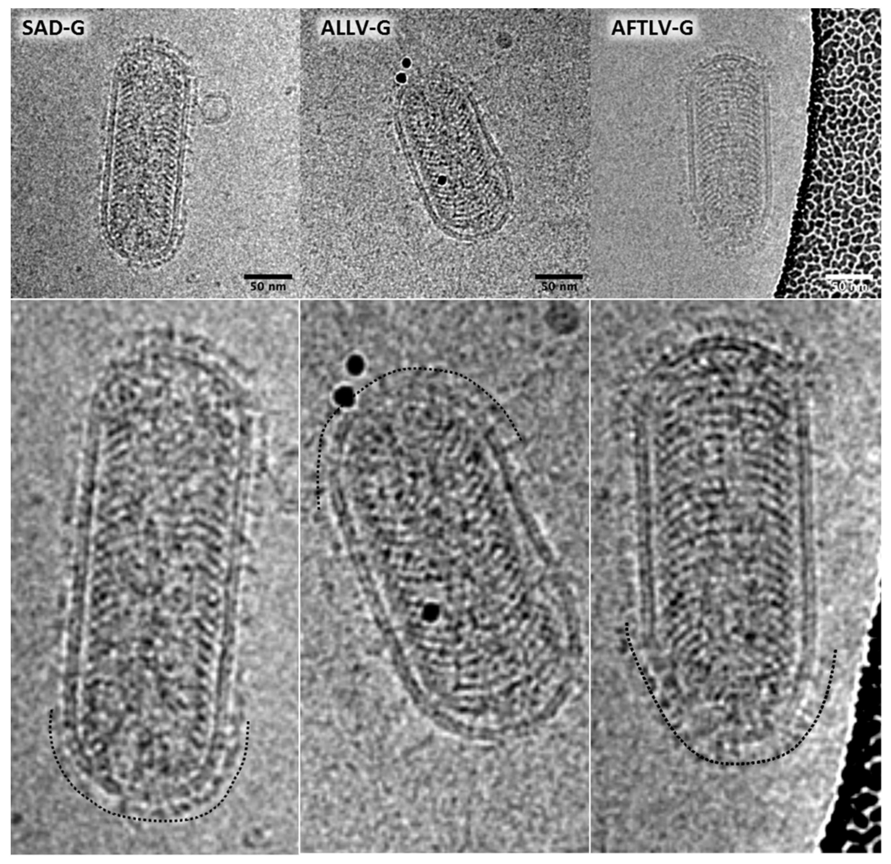 Viruses 13 01726 g002 550