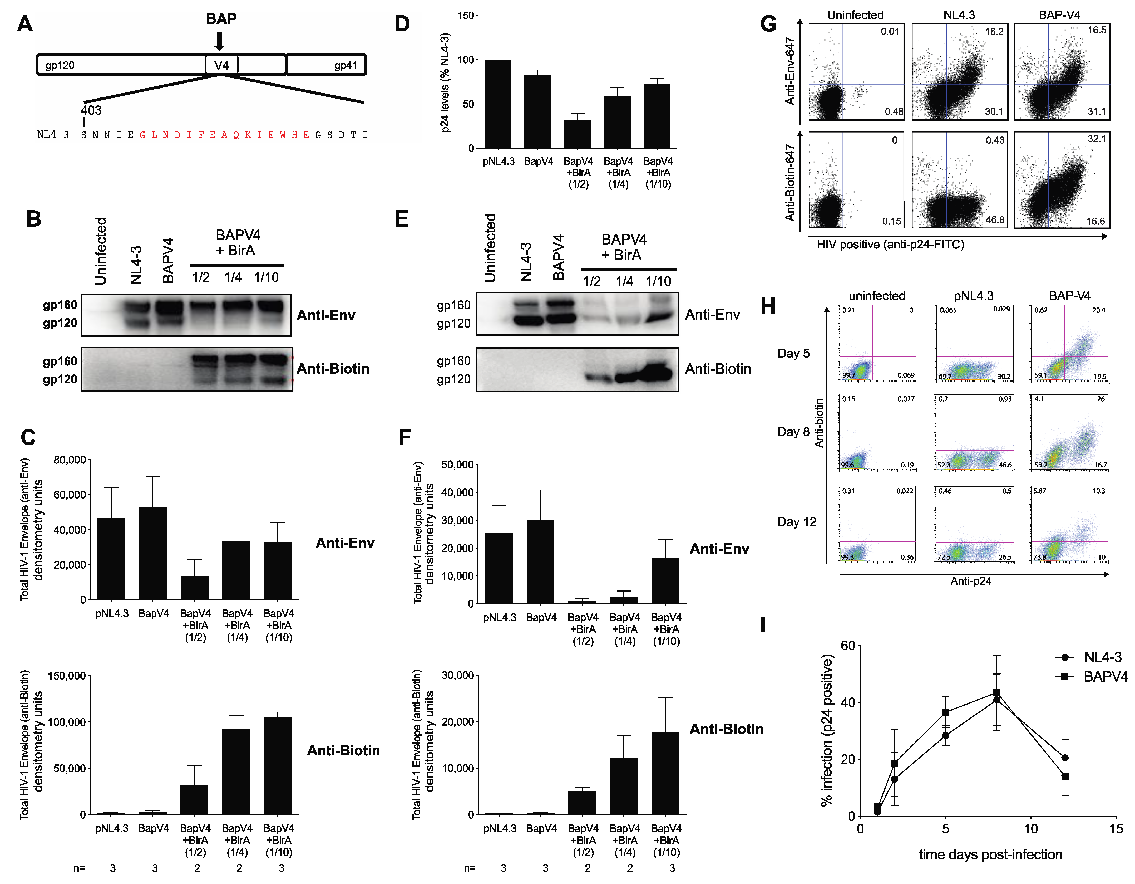Viruses 13 01729 g001