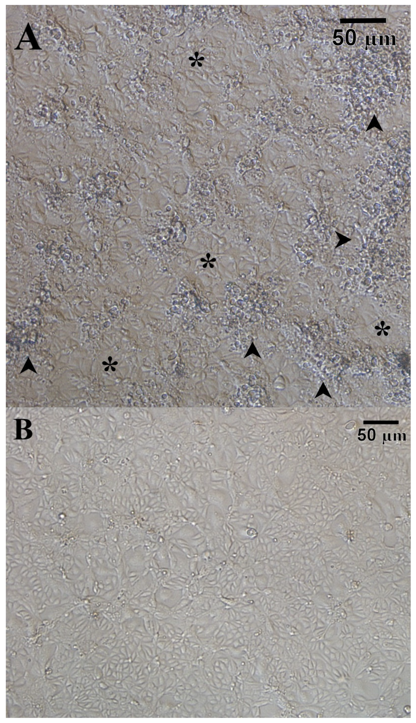 Viruses 13 01730 g001 550