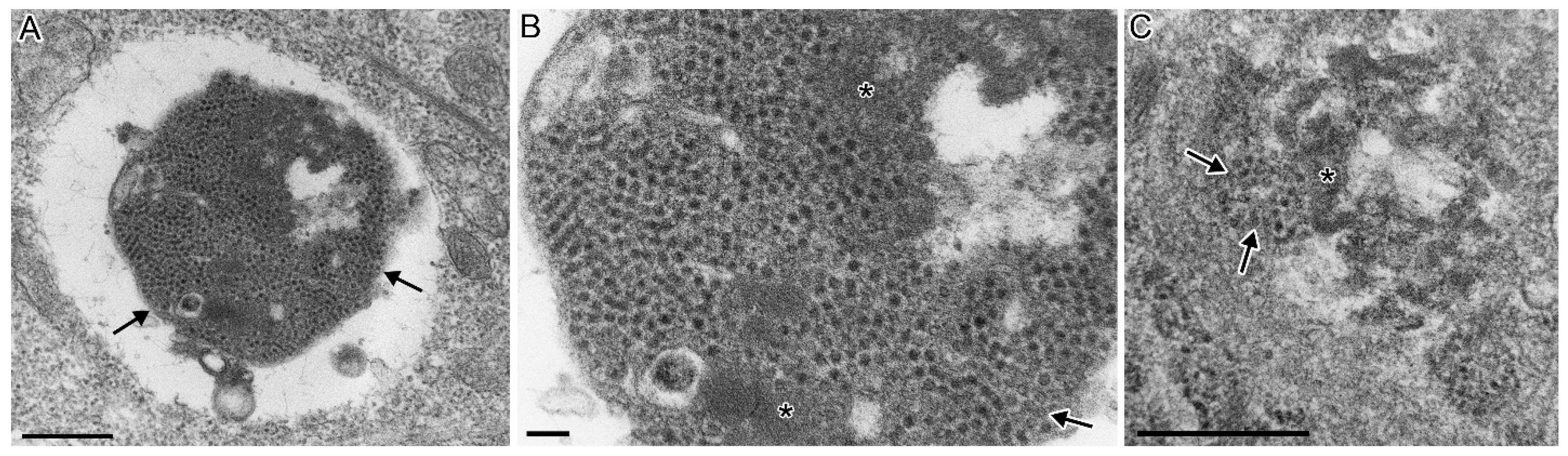 Viruses 13 01730 g005 550