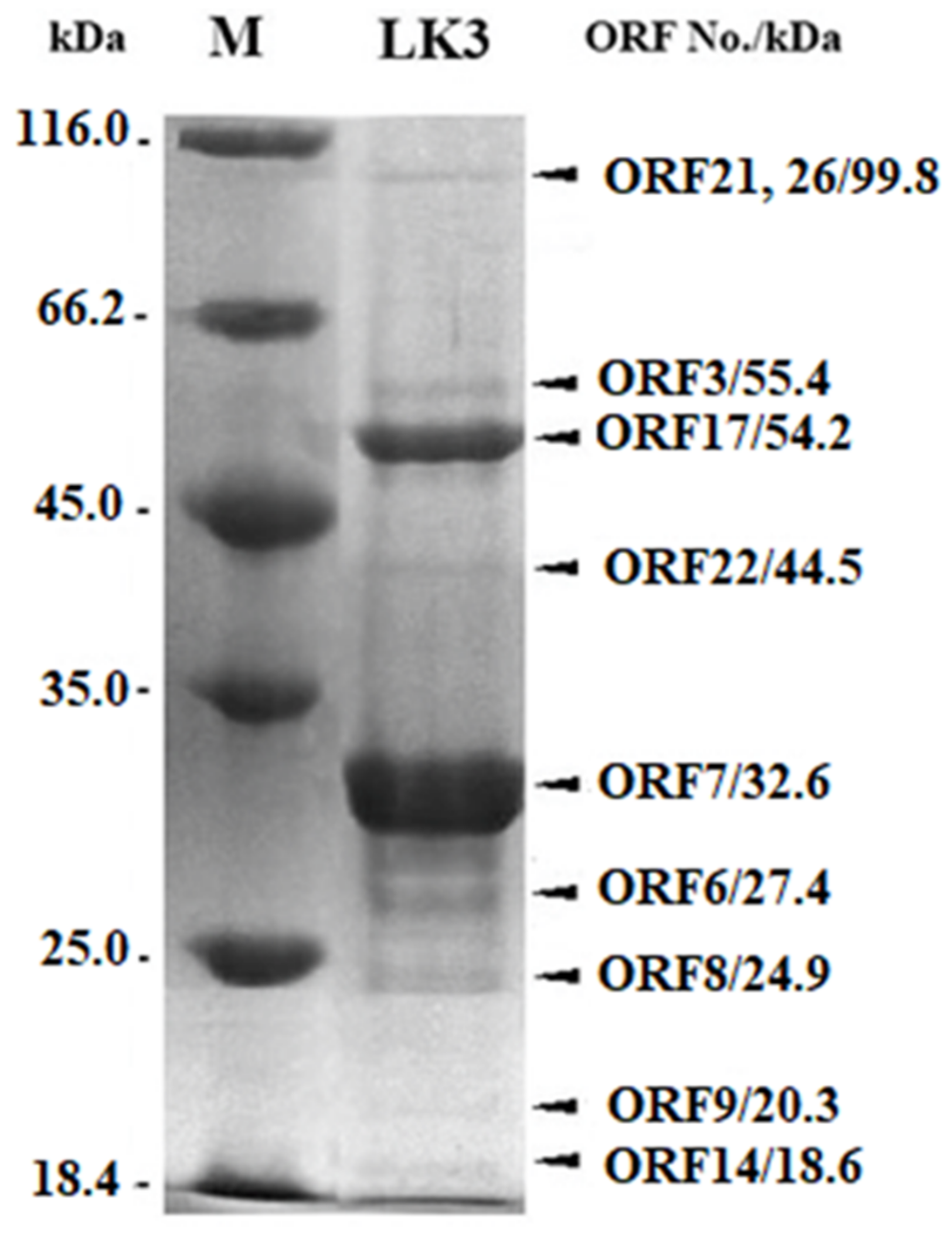 Viruses 13 01732 g002