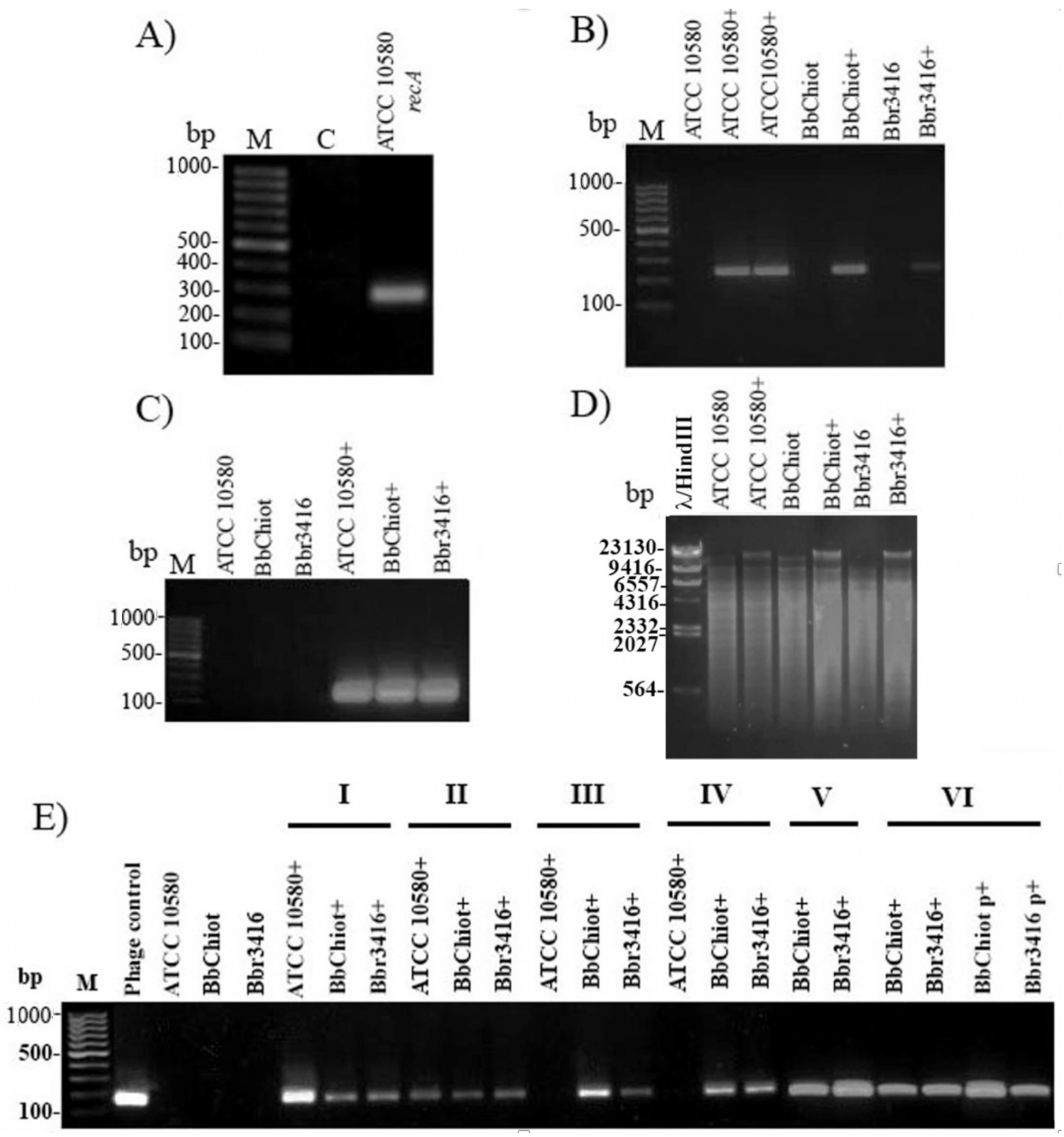 Viruses 13 01732 g005