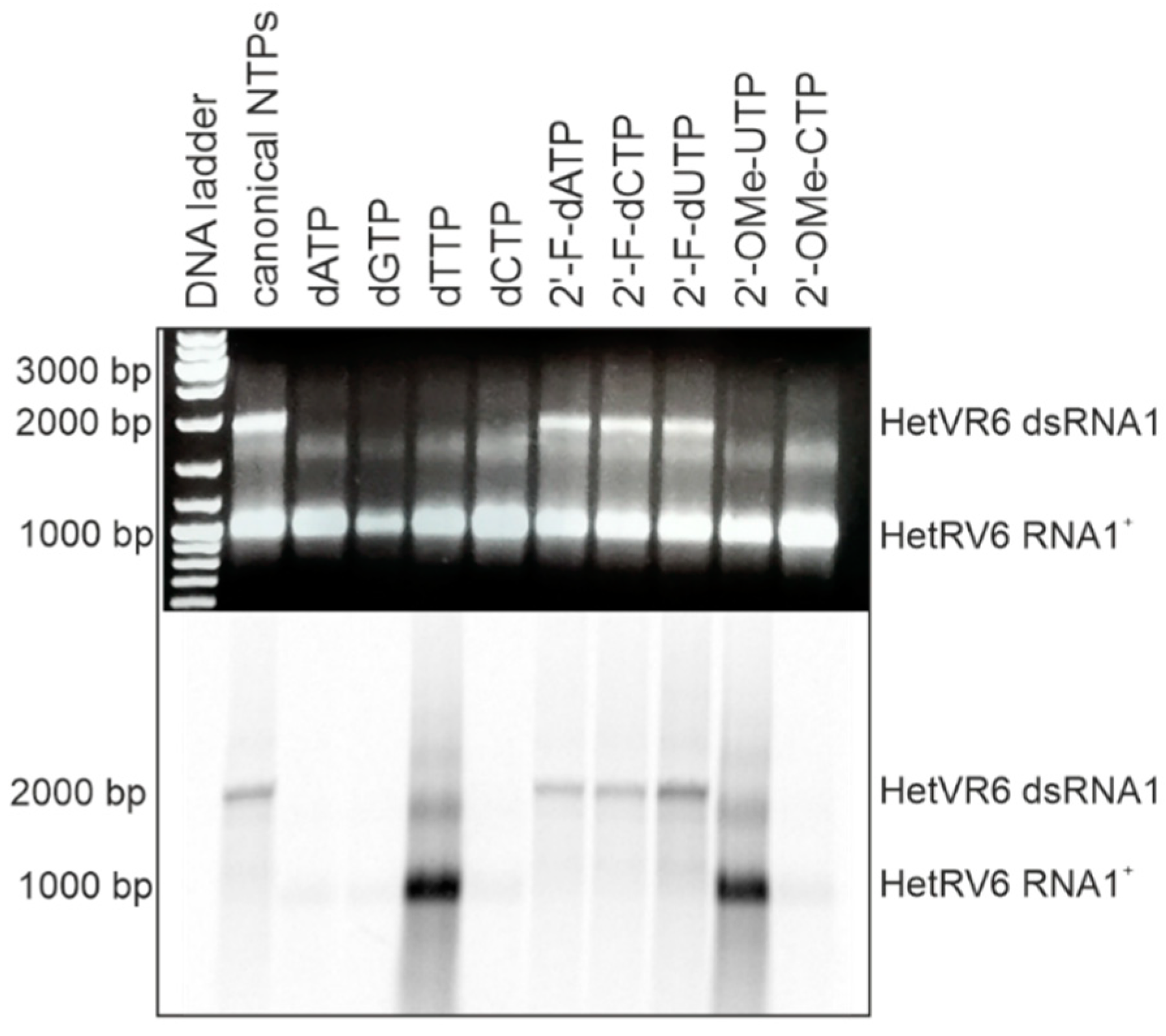 Viruses 13 01738 g005
