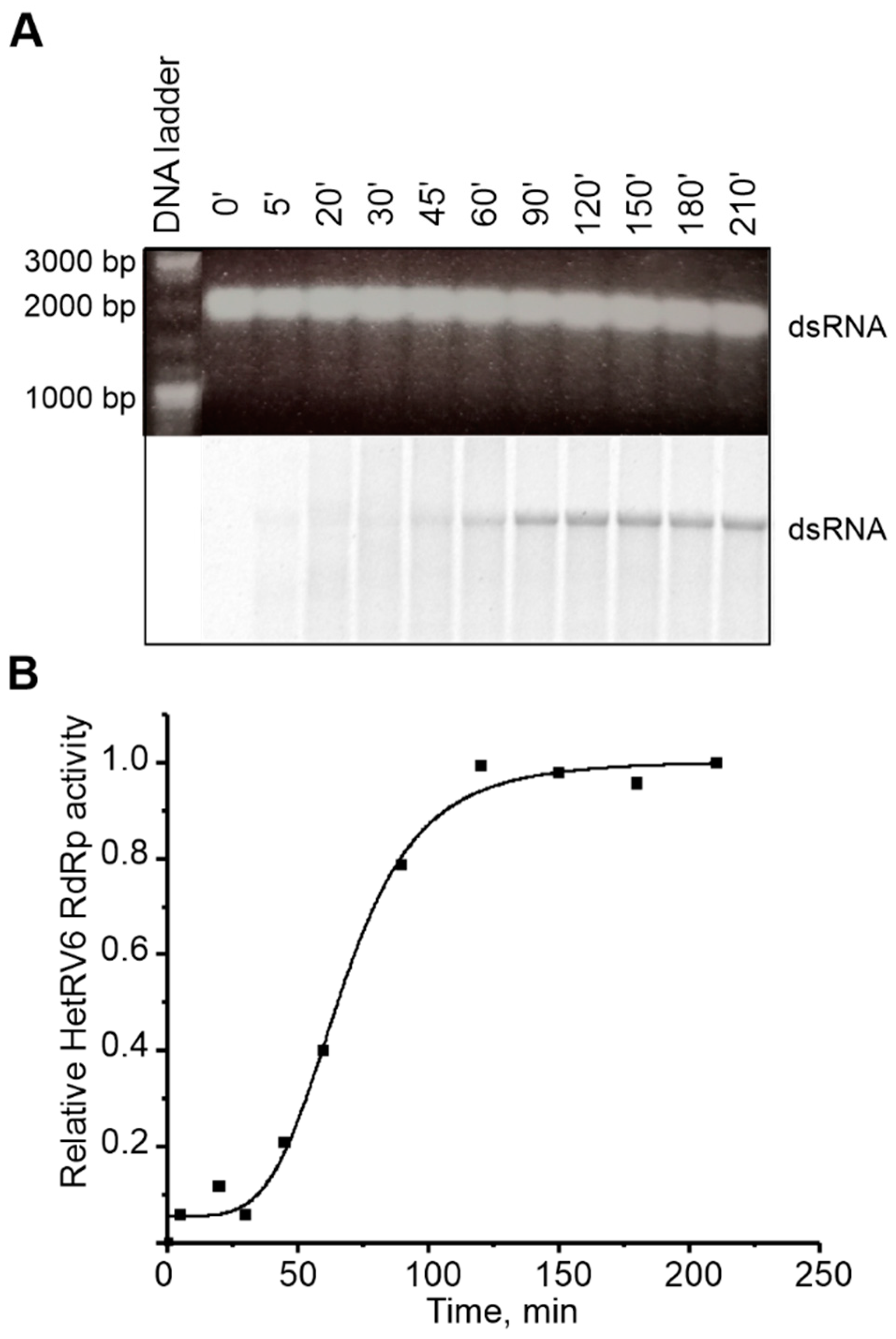 Viruses 13 01738 g008
