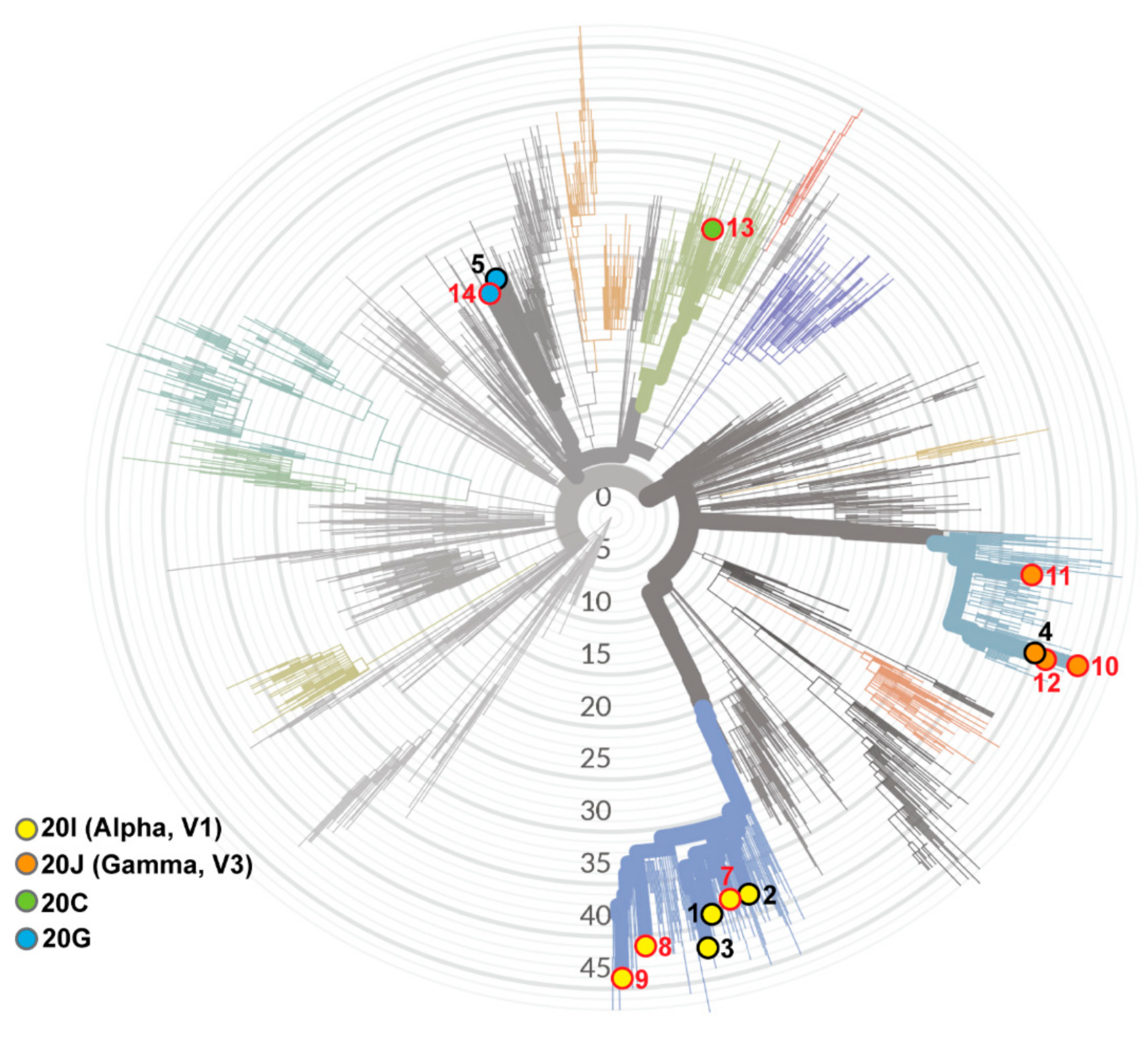 Viruses 13 01743 g001 550
