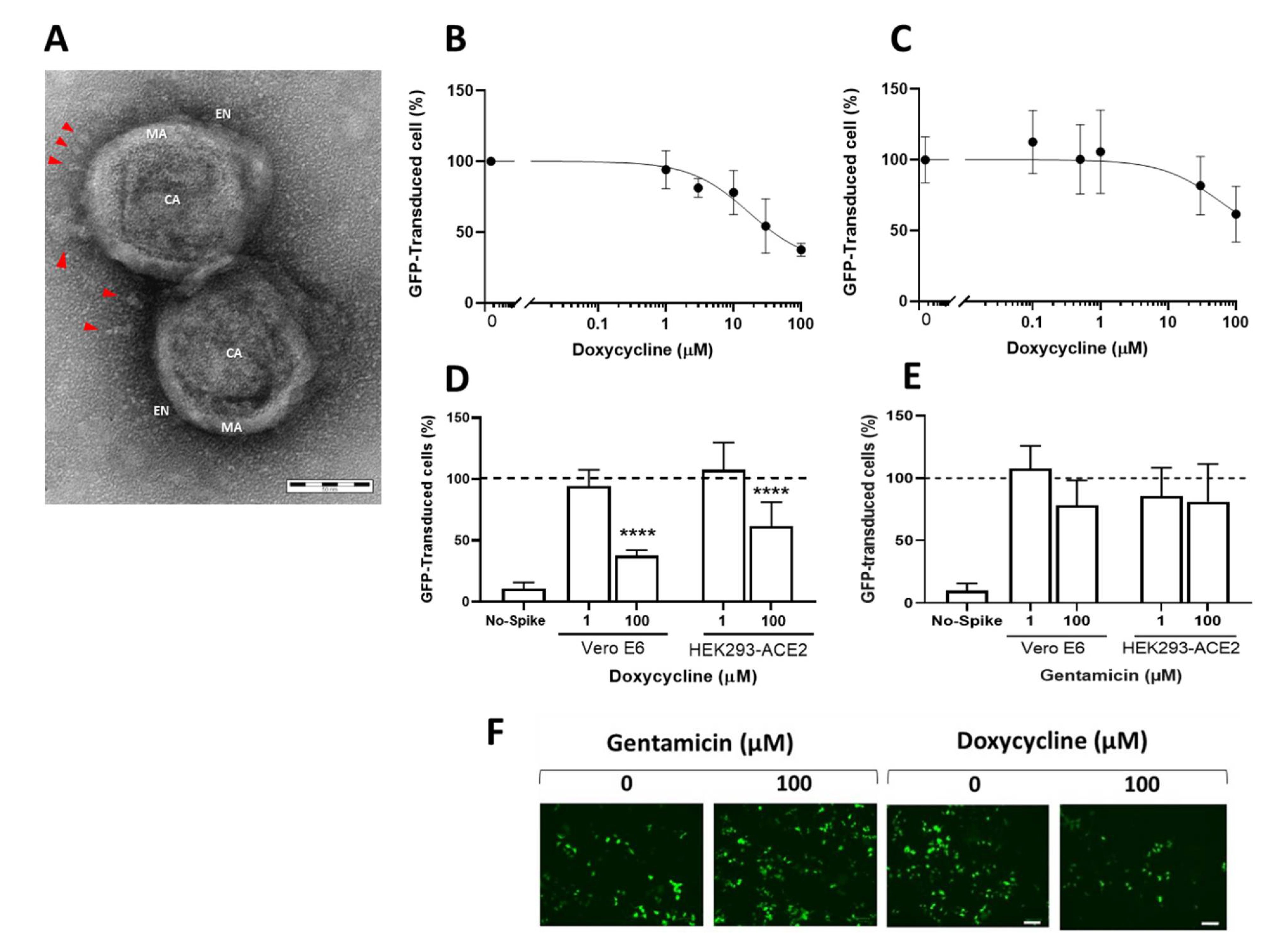 Viruses 13 01745 g001 550