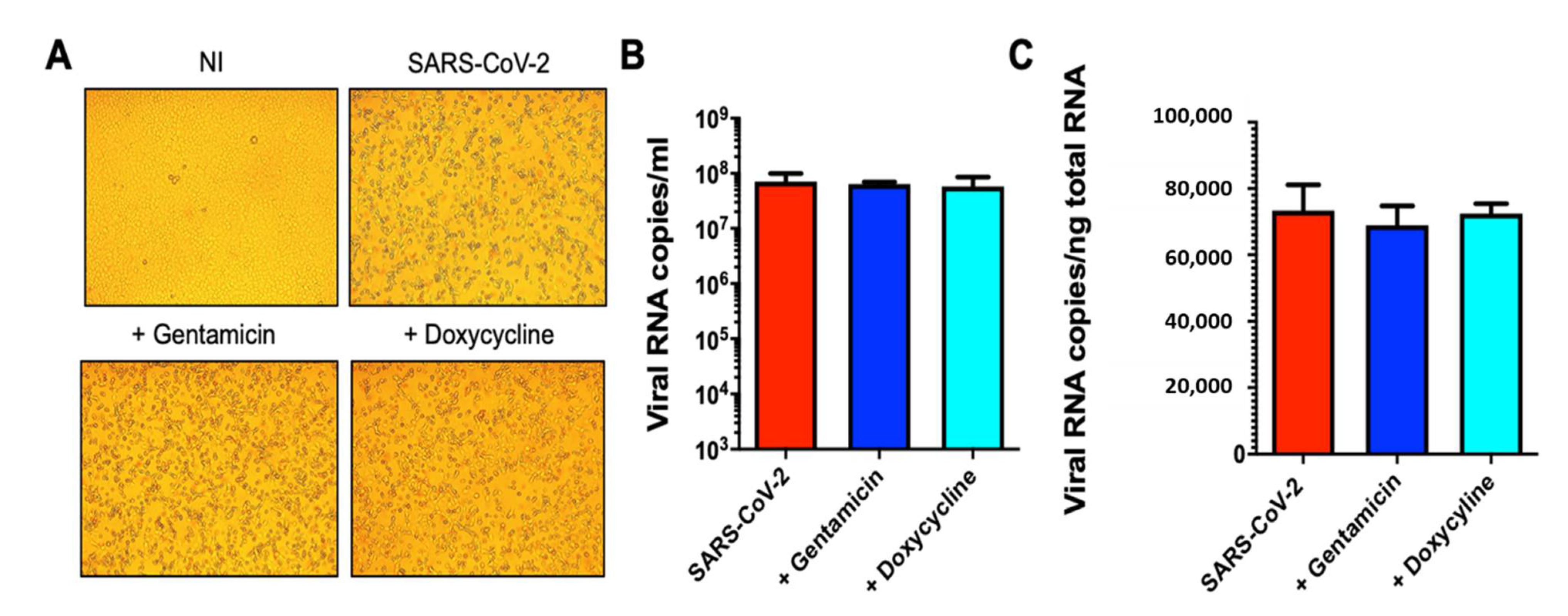 Viruses 13 01745 g003 550