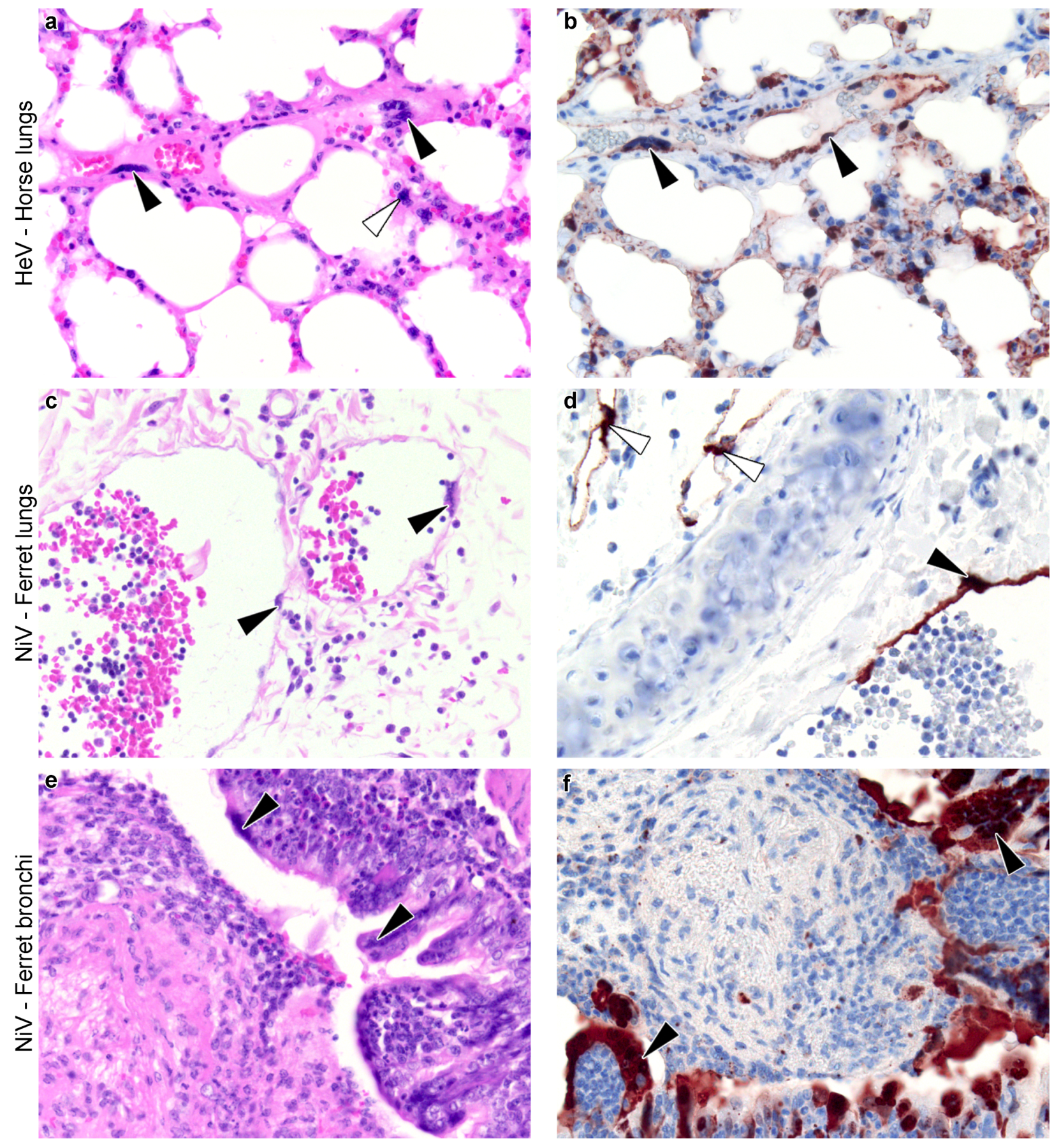 Viruses 13 01755 g003 Viruses 13 01755 g003