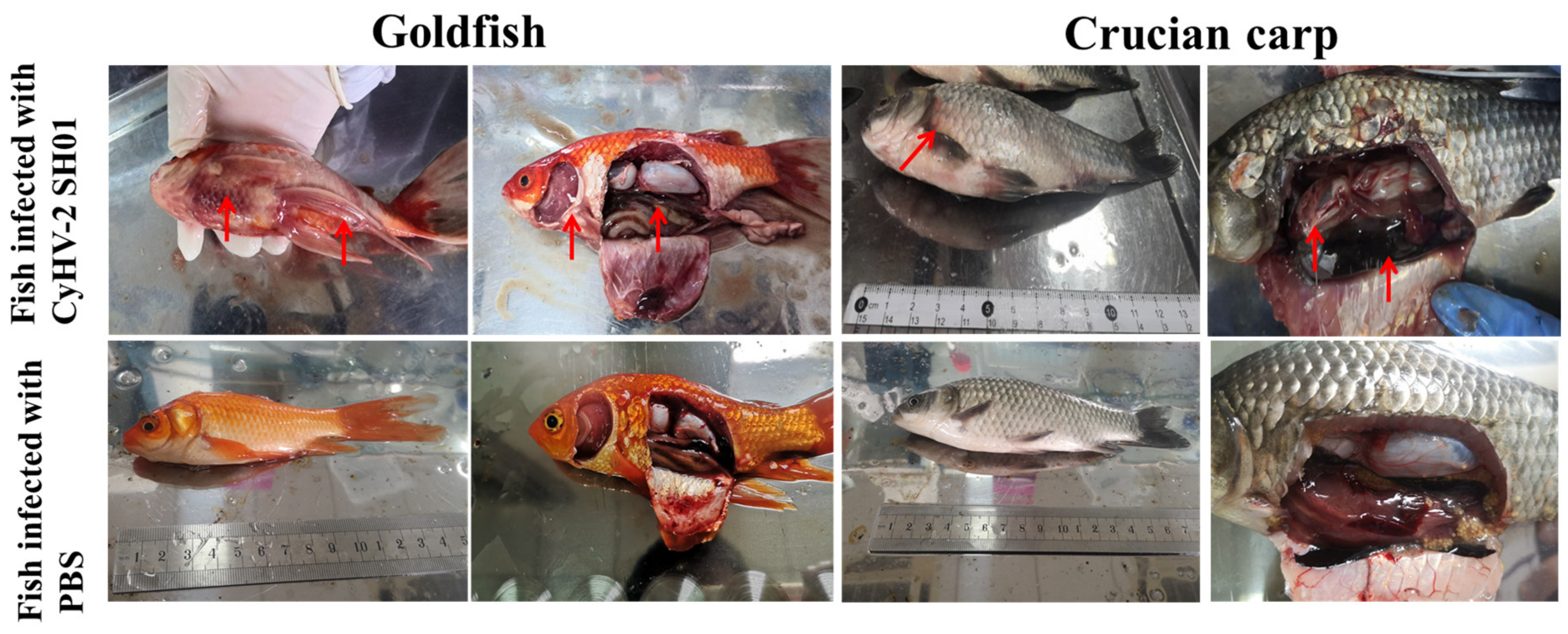 Viruses 13 01761 g004