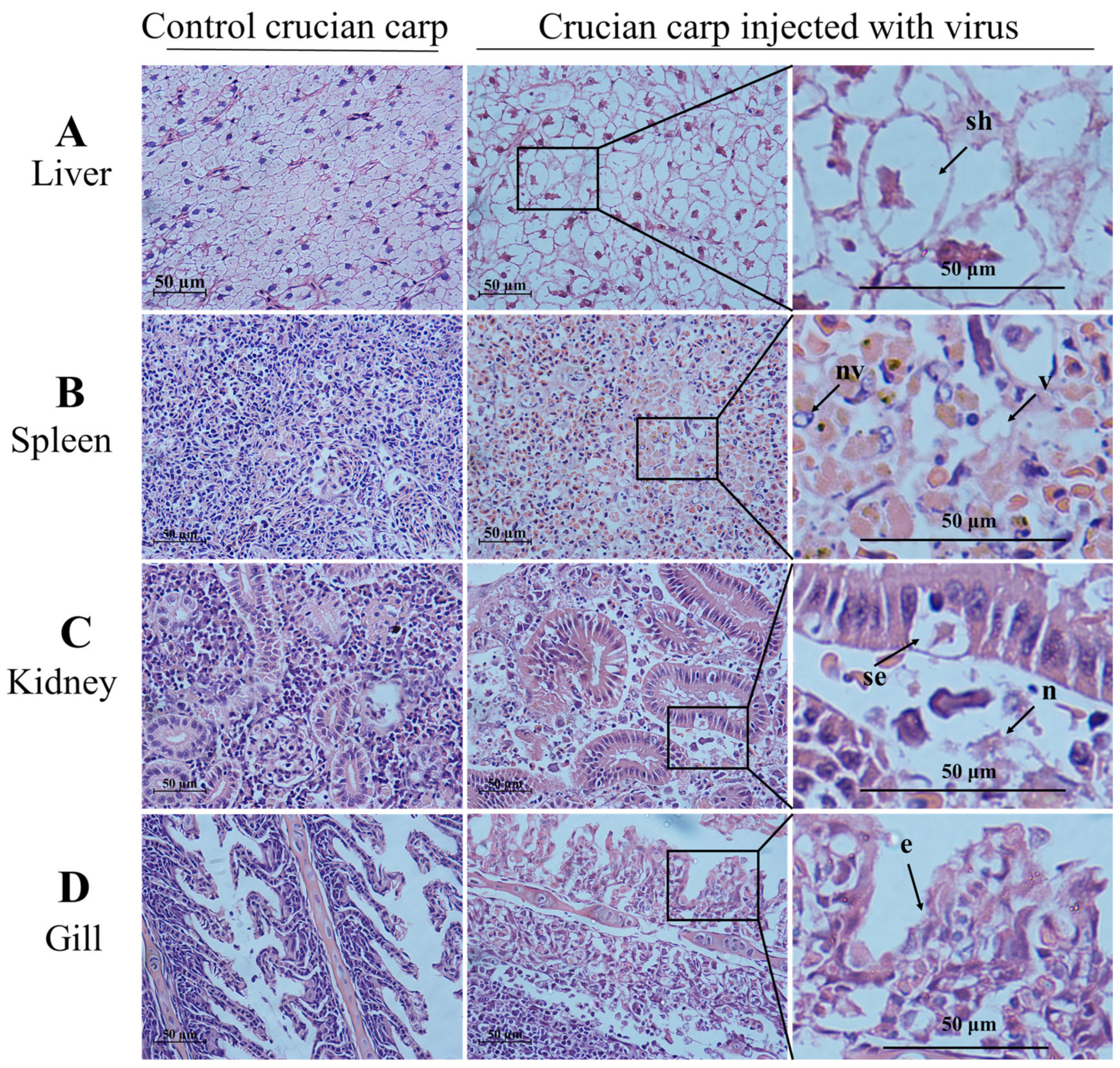 Viruses 13 01761 g007
