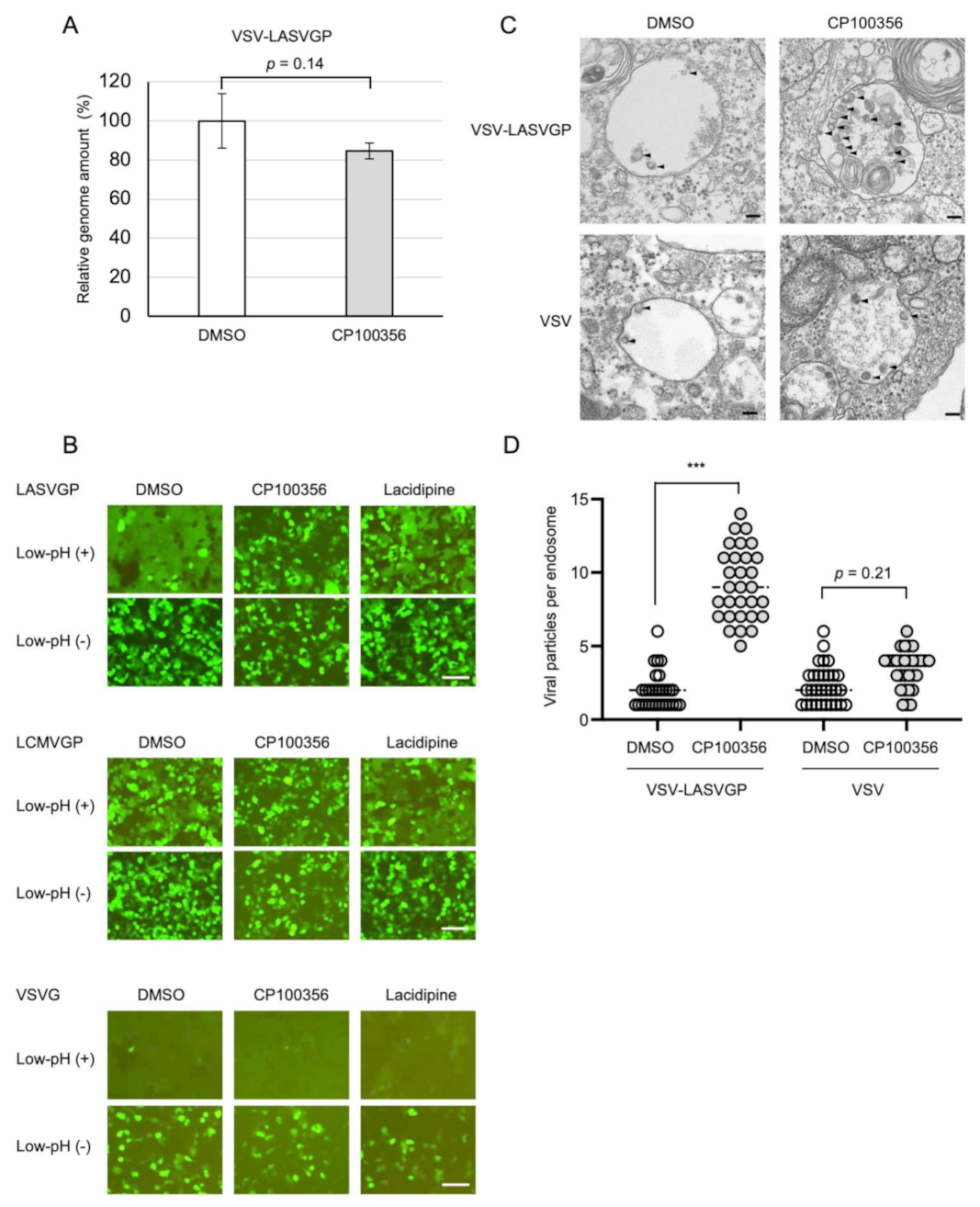 Viruses 13 01763 g003