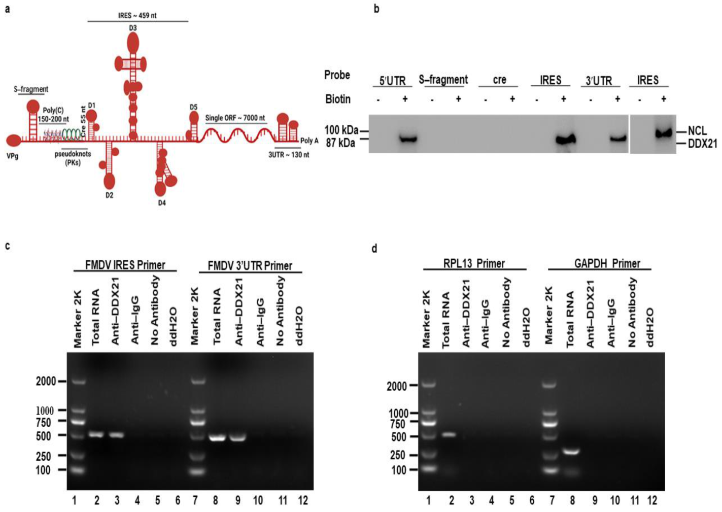 Viruses 13 01765 g001