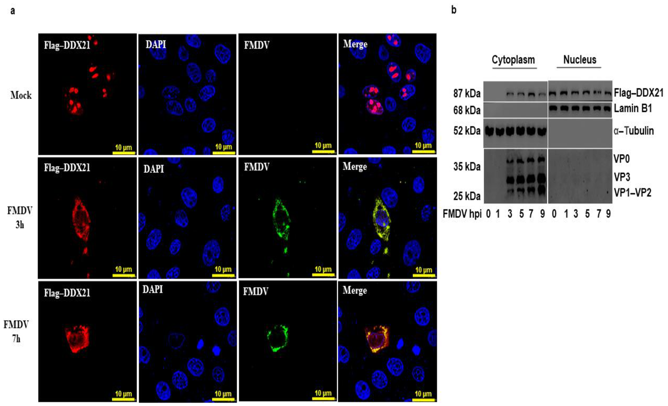 imvtページ DDX21, a Host Restriction Factor of FMDV IRES-Dependent