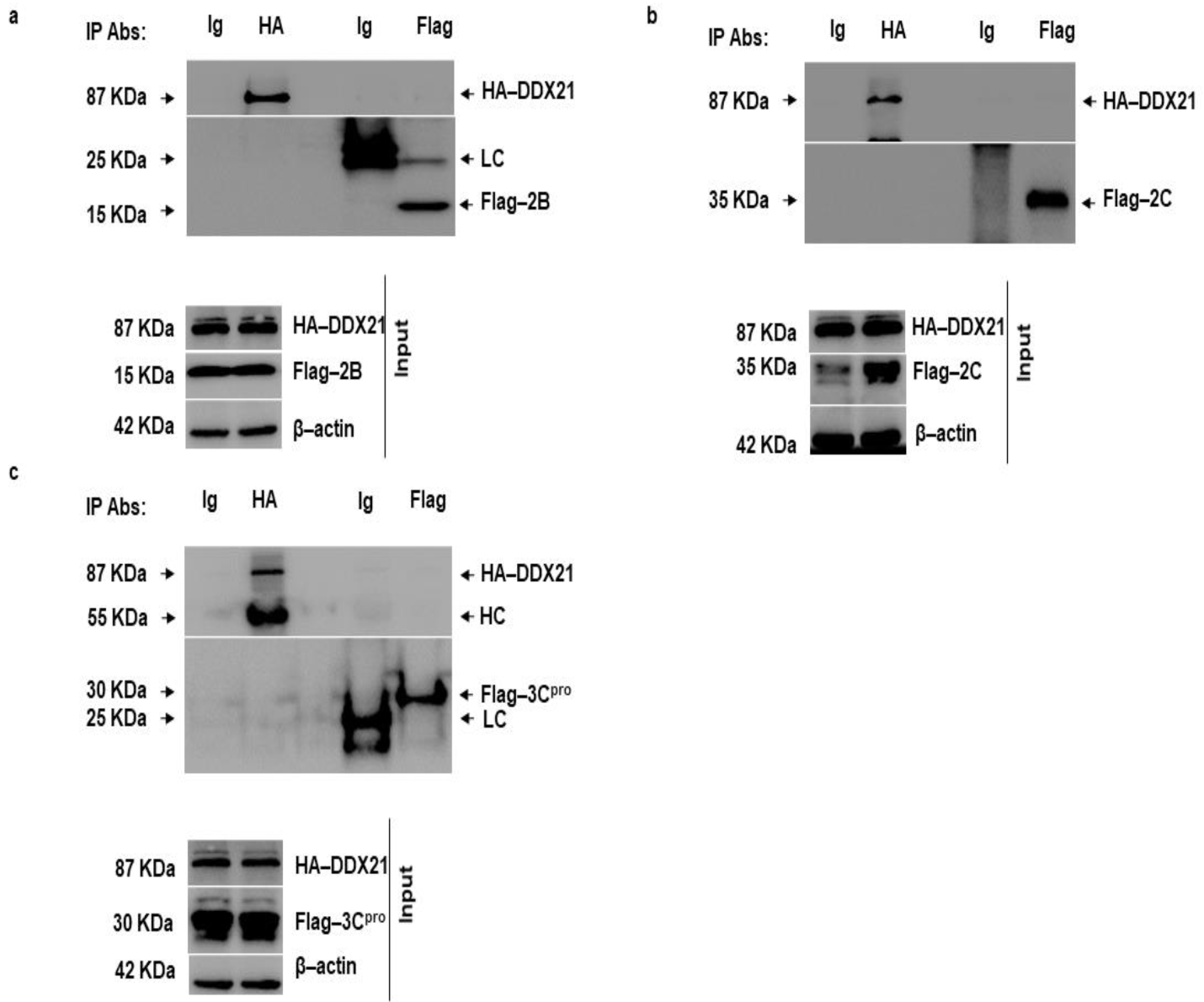 imvtページ DDX21, a Host Restriction Factor of FMDV IRES-Dependent