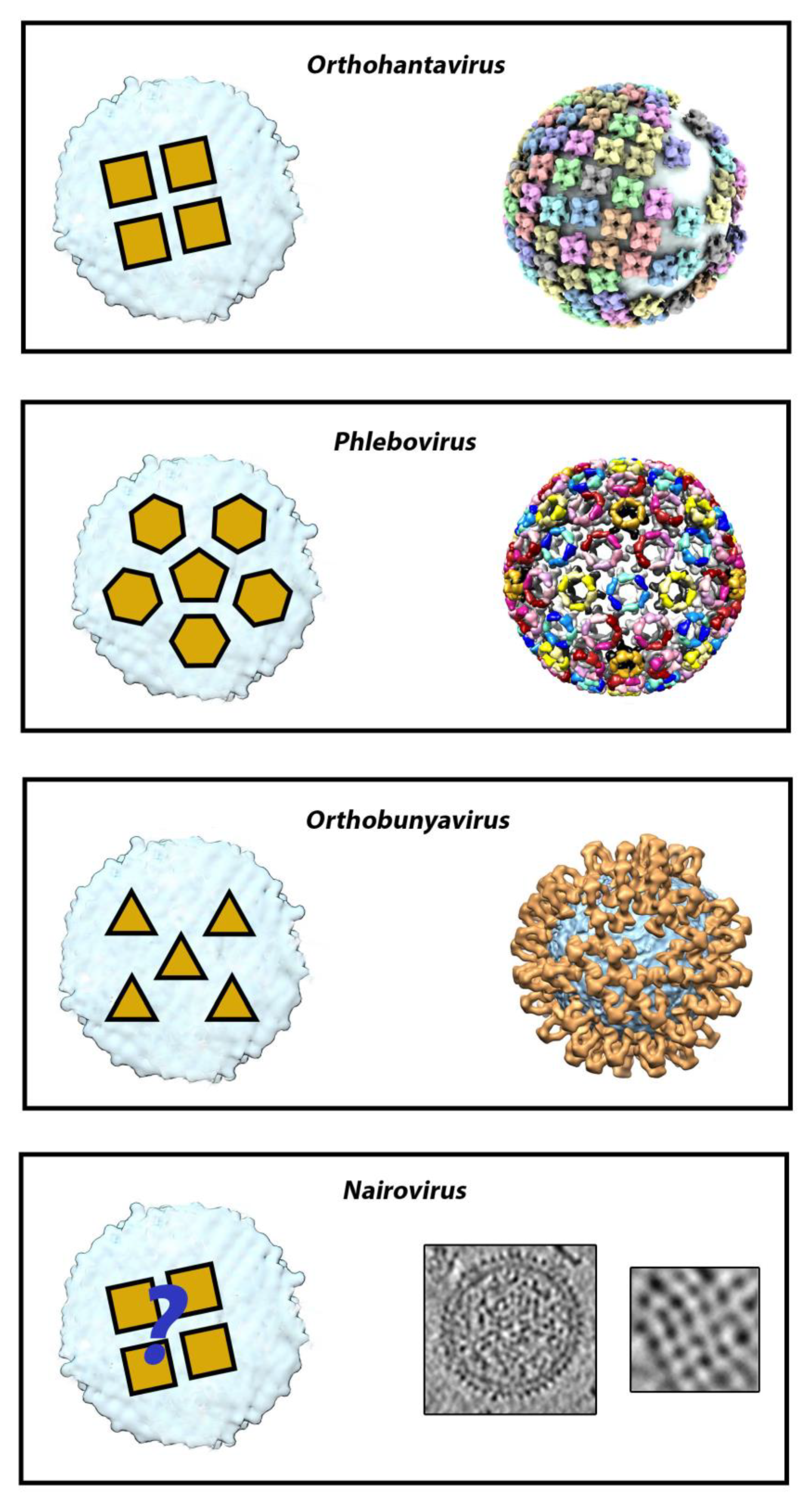 Viruses 13 01766 g002 Viruses 13 01766 g002