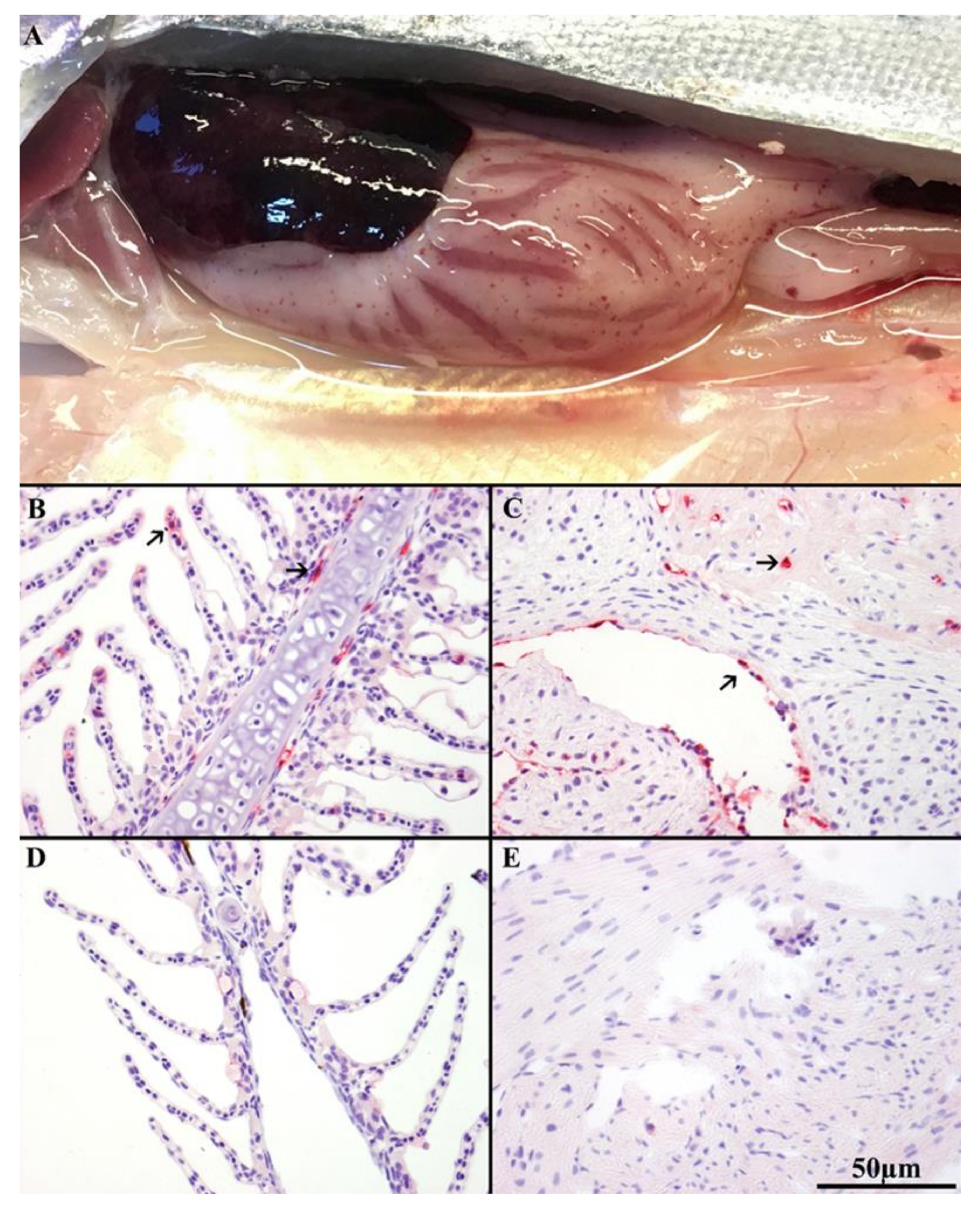 Viruses 13 01770 g003 550