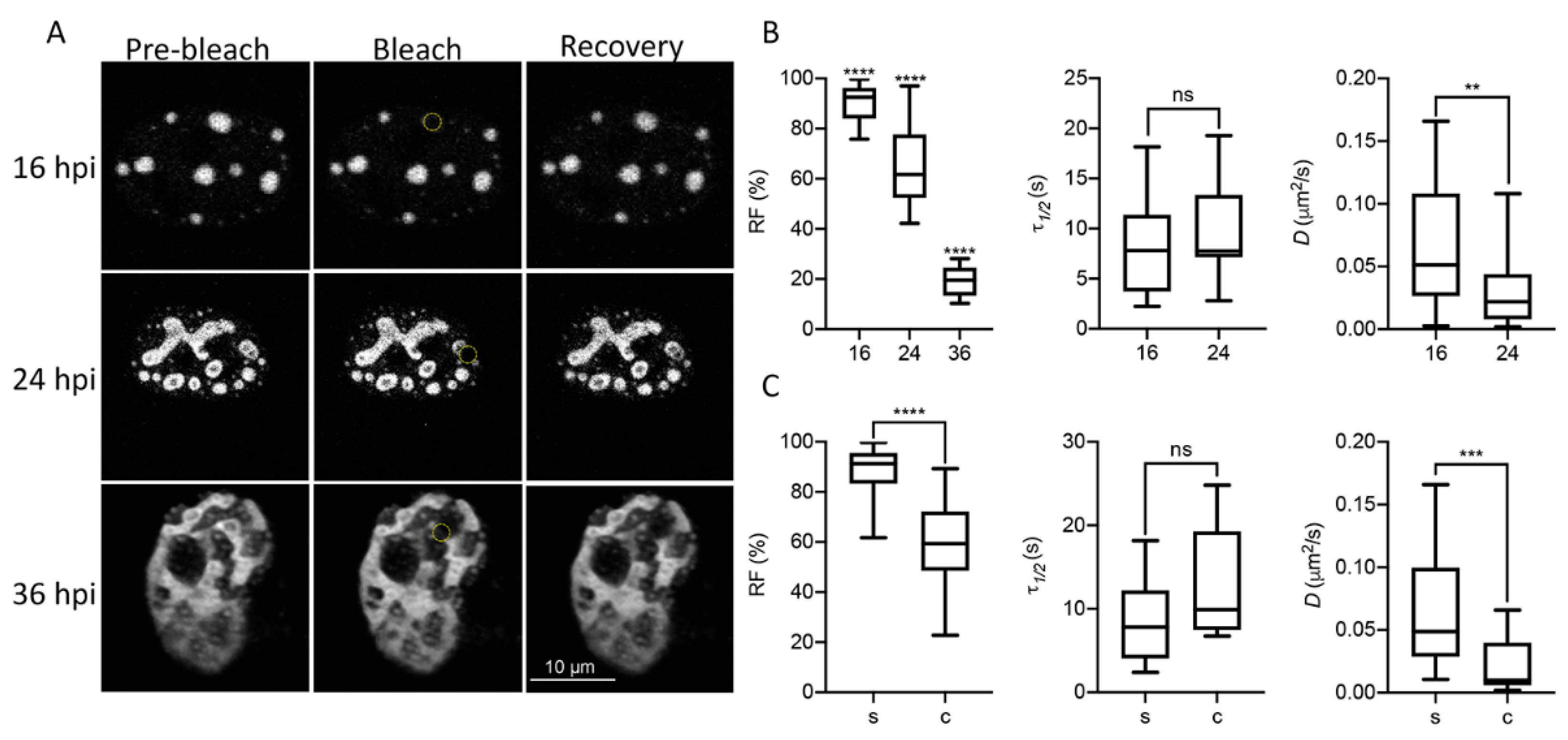 Viruses 13 01778 g003
