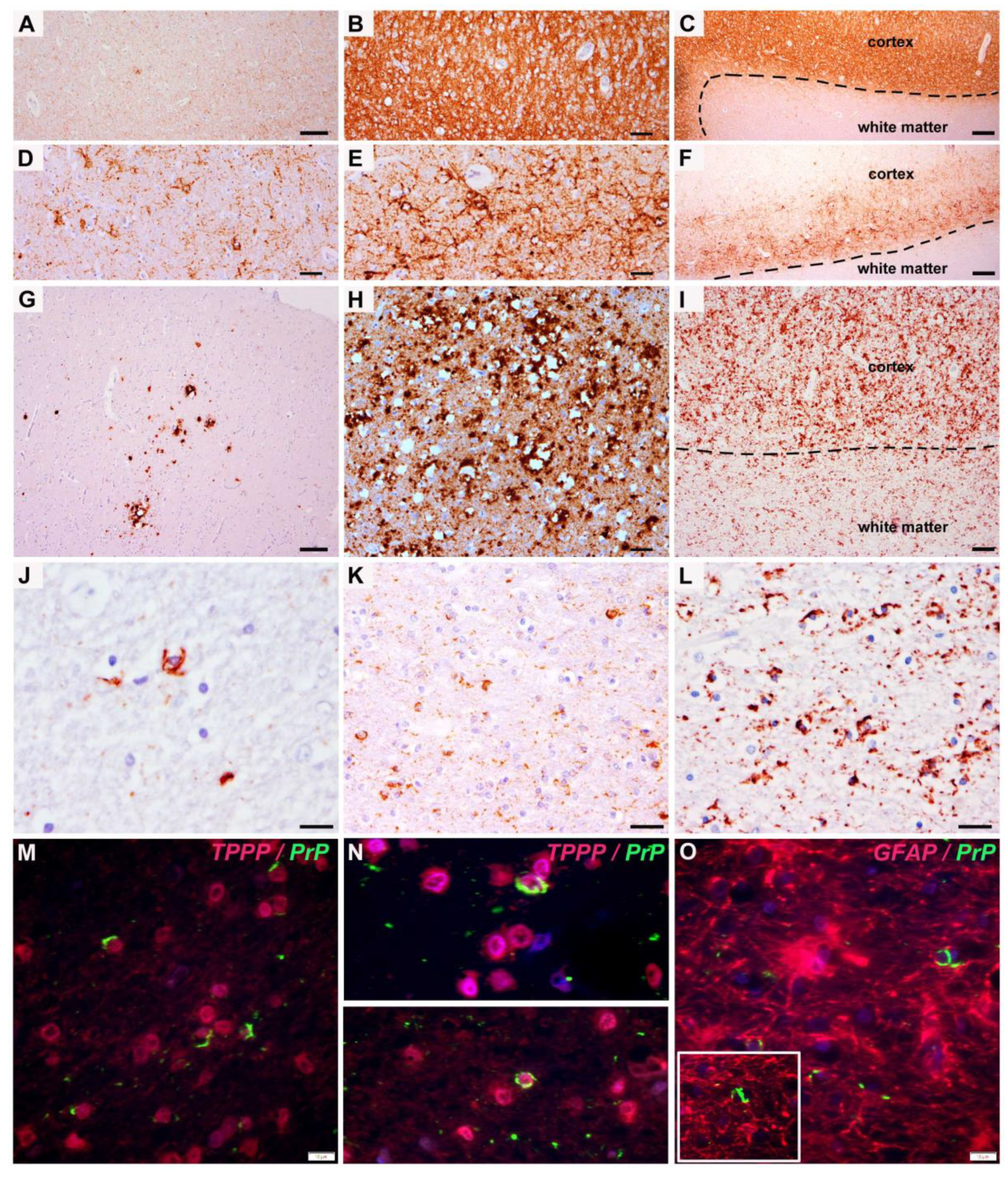 Viruses 13 01796 g001