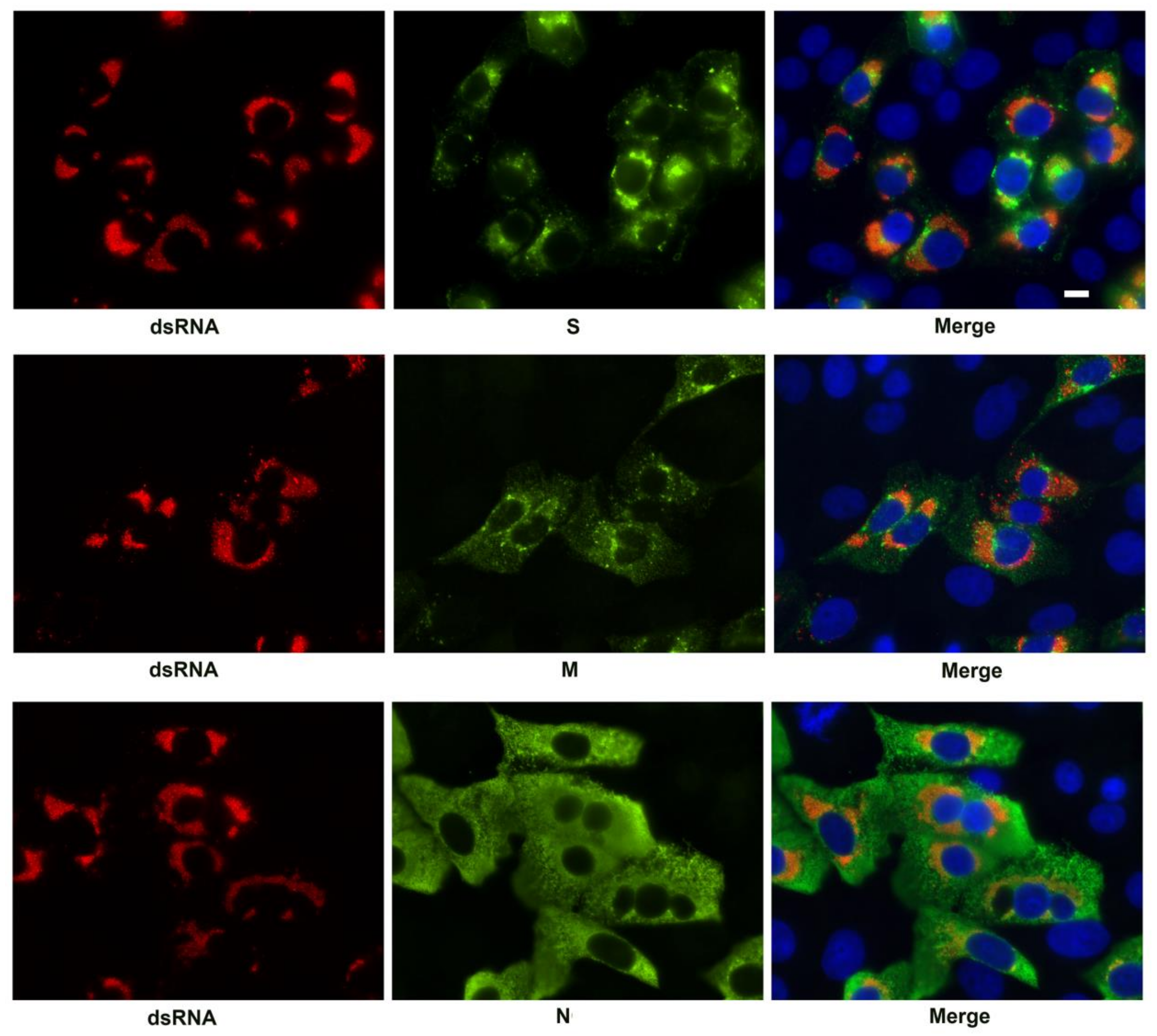 Viruses 13 01798 g004