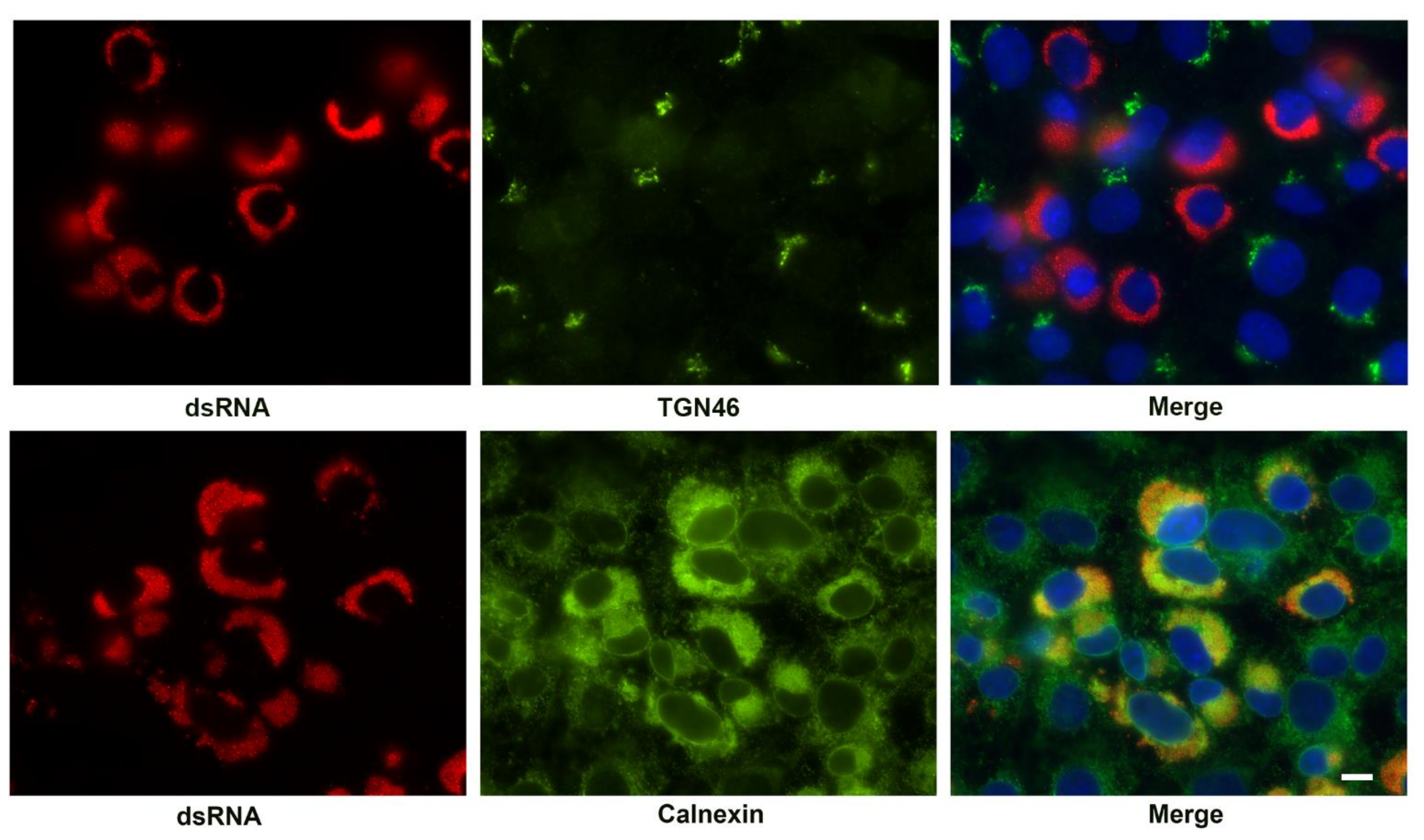 Viruses 13 01798 g007