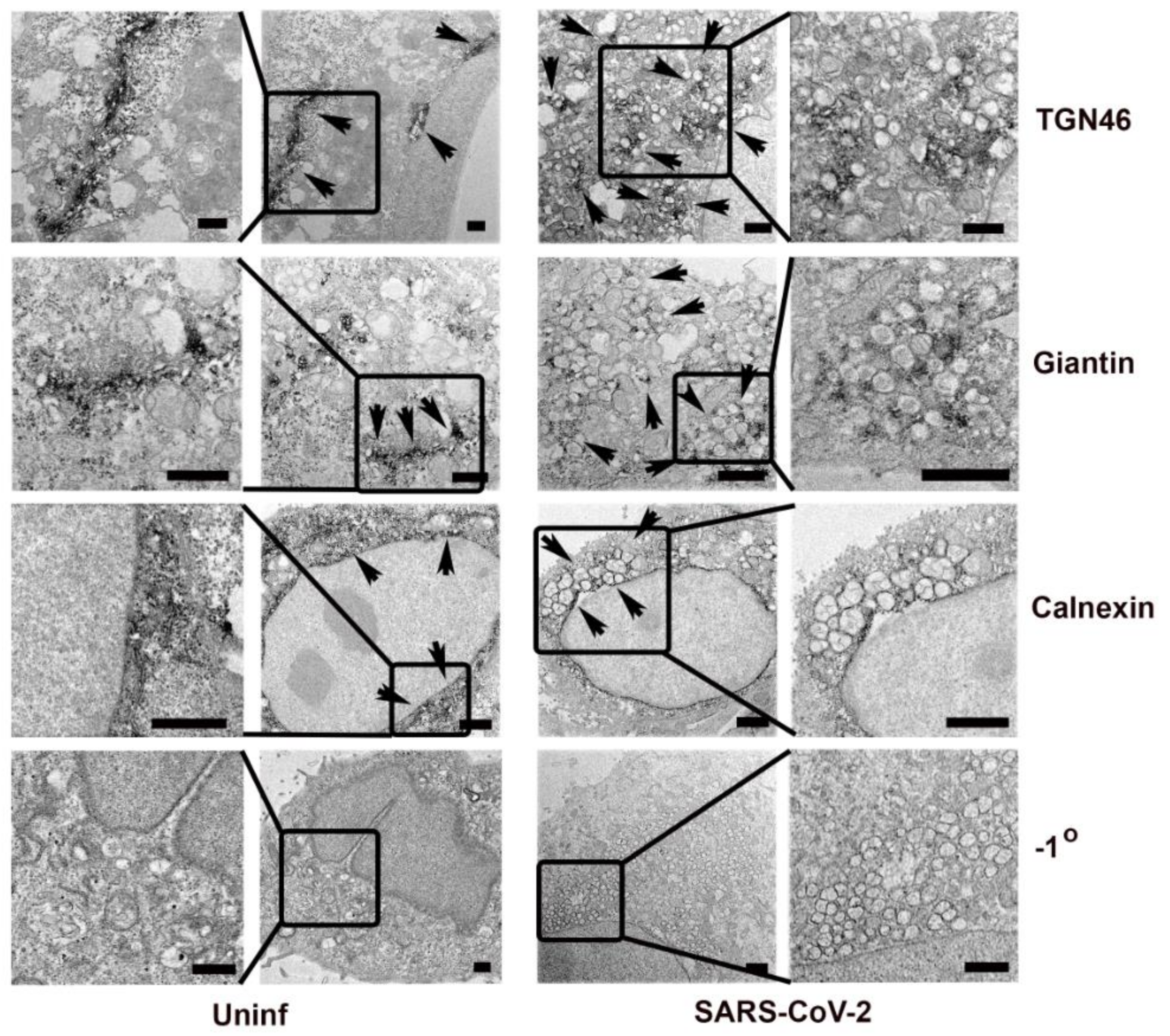 Viruses 13 01798 g008