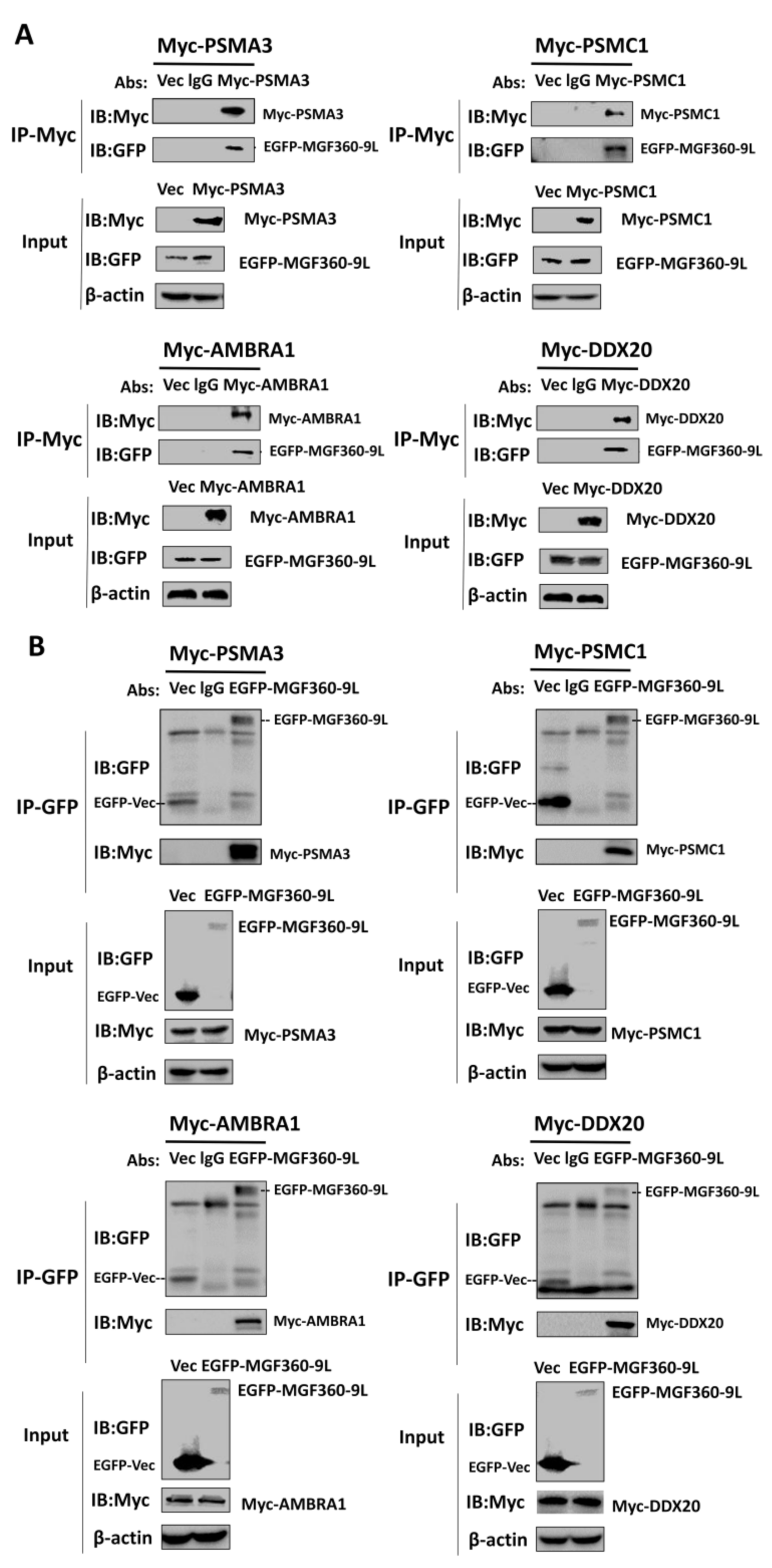 Viruses 13 01804 g005 550