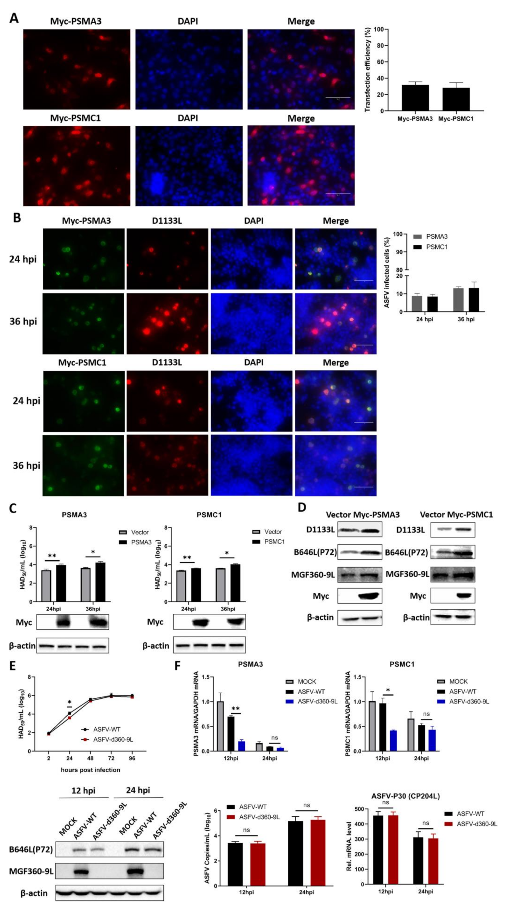 Viruses 13 01804 g007 550