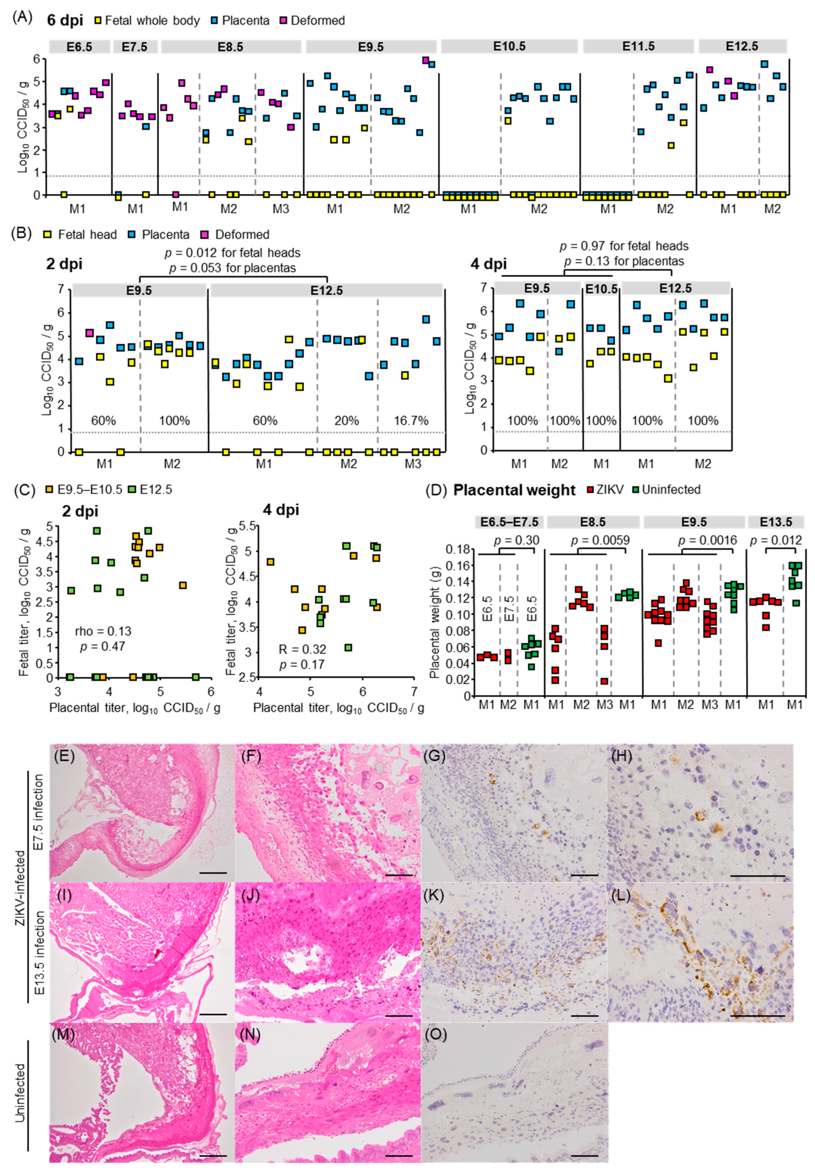 Viruses 13 01807 g002