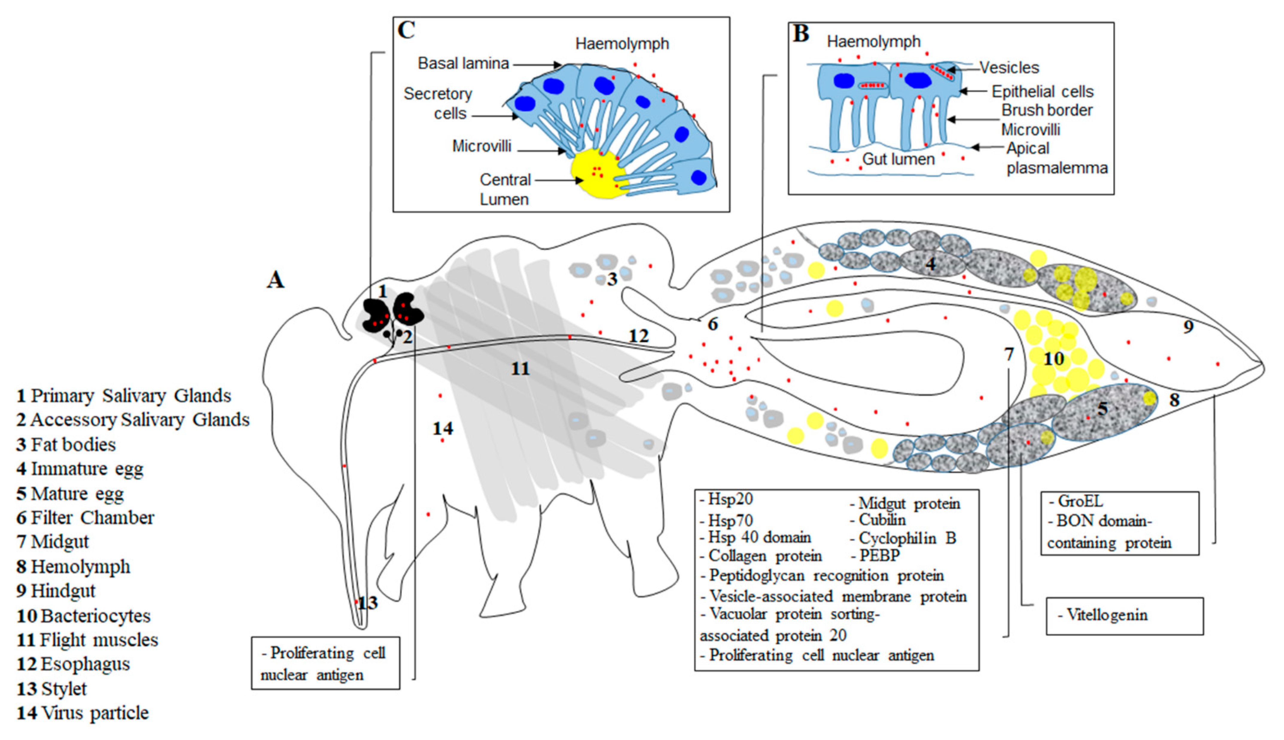 Viruses 13 01808 g001 Viruses 13 01808 g001